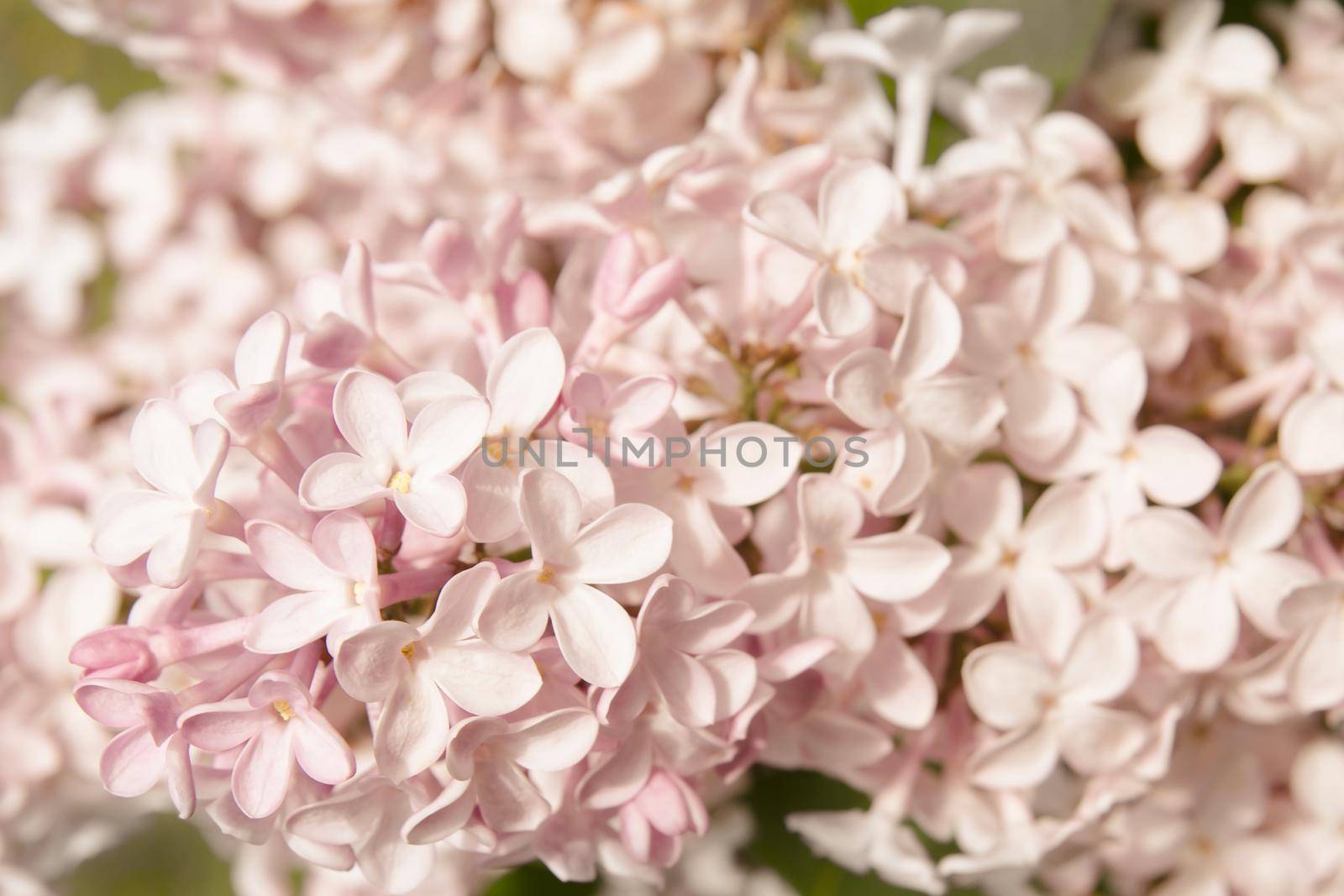 Pink lilac Fine Art Floral Natural Textures. Portrait Photo Textures. Digital Studio Background, Best for cute family photos, atmospheric newborn designs Photoshop Overlays. by zimages