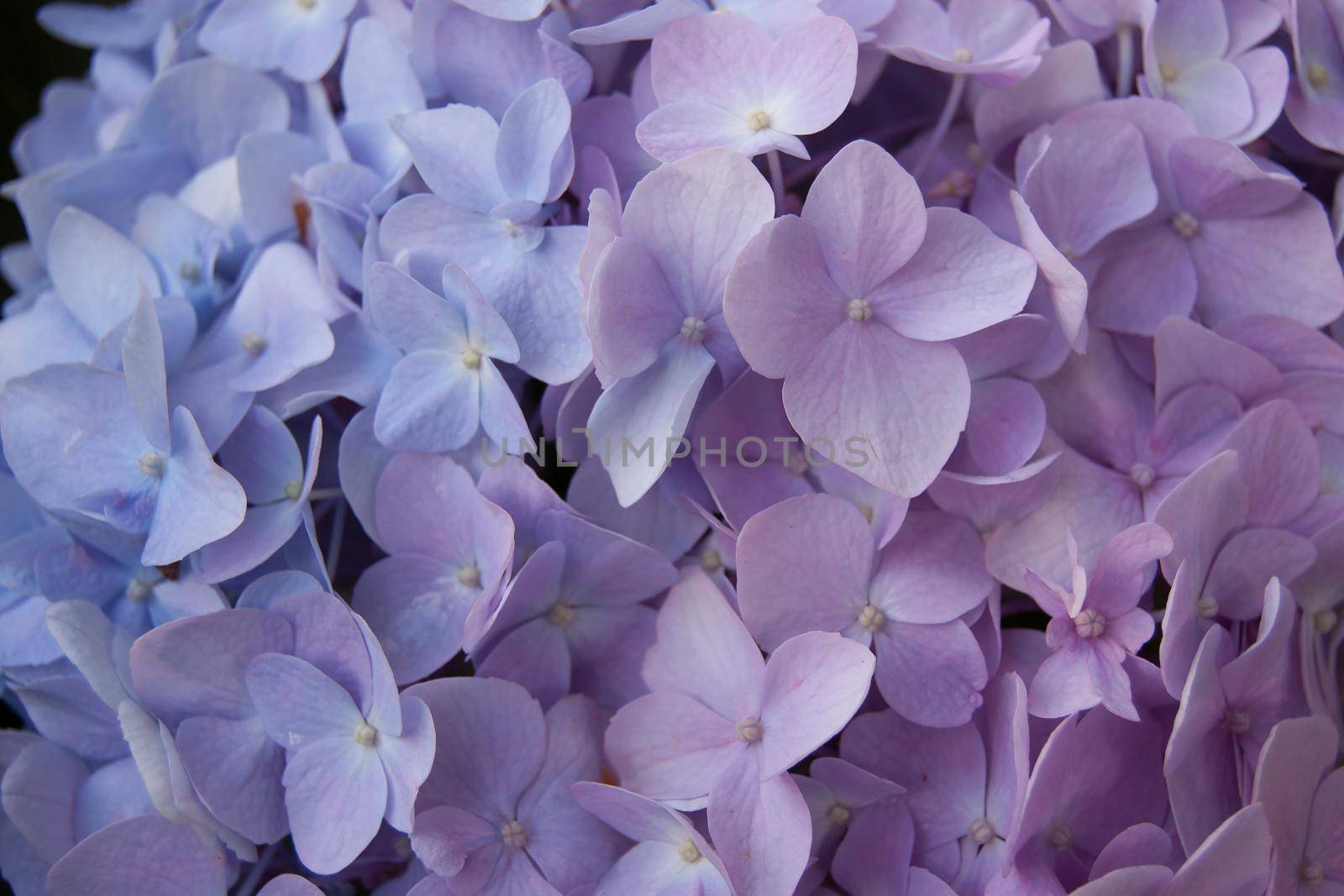 Mackro Blue hydrangea Flower Backdrop. Fine Art Natural Floral Photo Digital Studio Background for Portrait, Best for cute family photos, atmospheric newborn designs. Textures Overlays