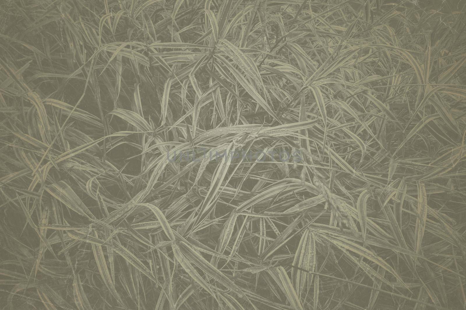 Fine art Vintage Plant texture. Grunge nature grass abstract background. Trendy overlay photographic backdrop for create cute family photo, atmospheric child portraits and loving humans by zimages