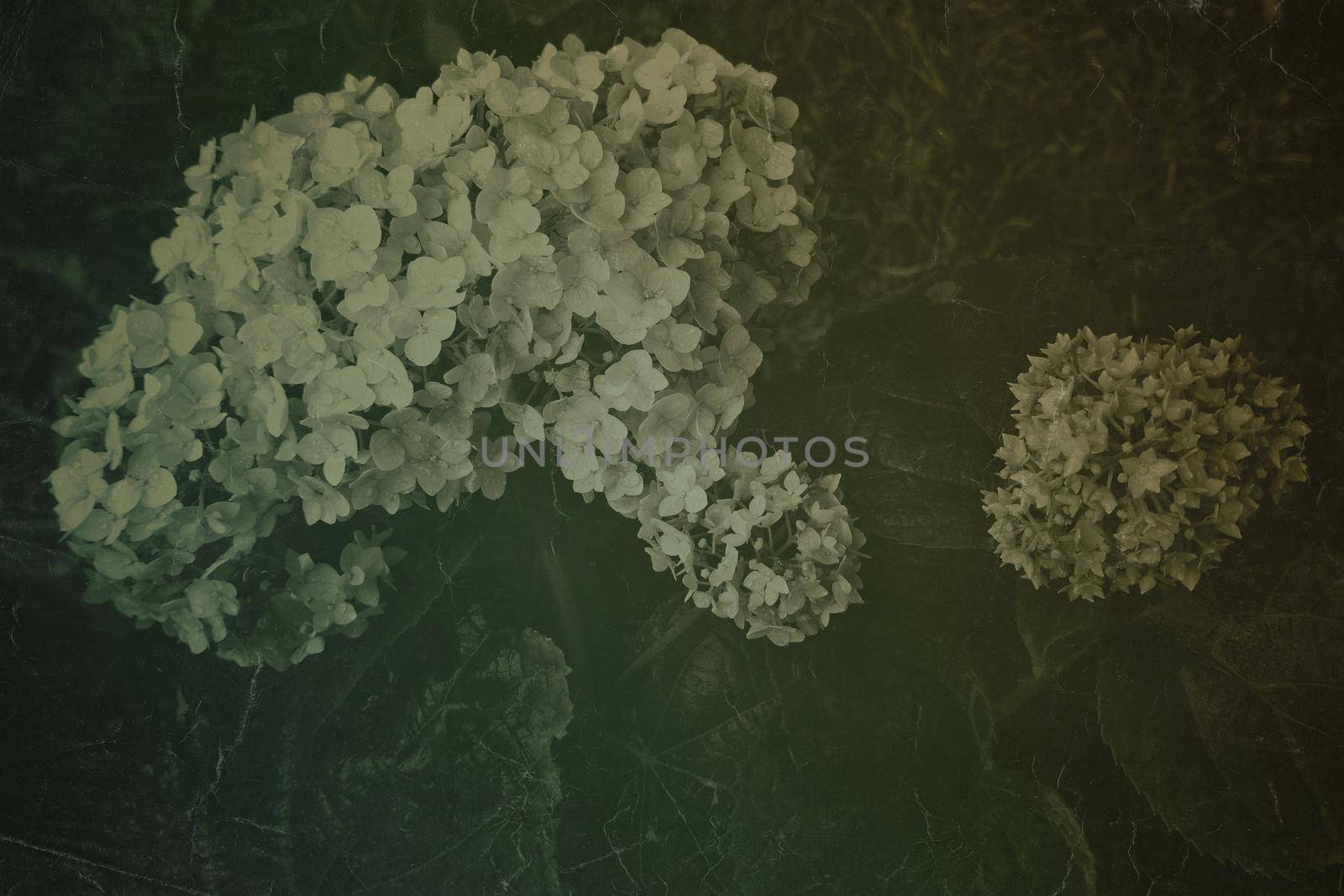 Fine art Vintage Plant texture. Grunge nature hydrangea abstract background. Trendy overlay photographic backdrop for create cute family photo, atmospheric child portraits, loving humans by zimages
