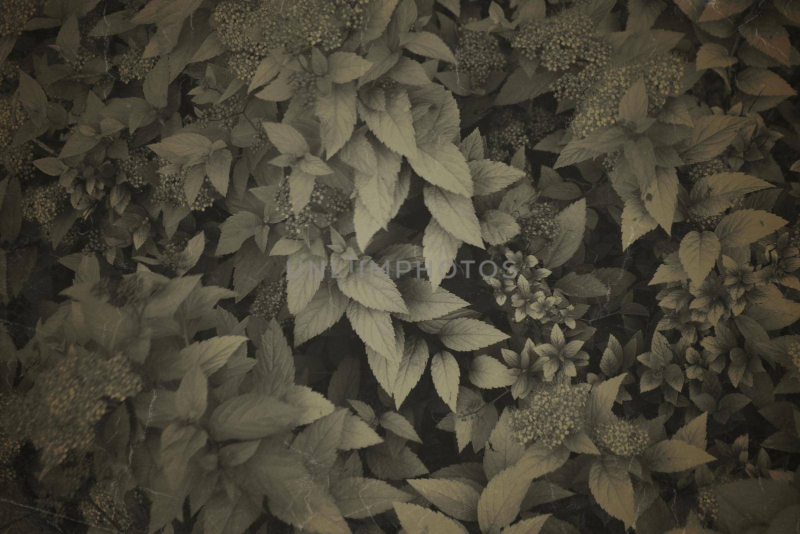 Fine art Vintage Plant texture. Grunge nature floral abstract background. Trendy overlay photographic backdrop for create cute family photo, atmospheric child portraits and loving humans by zimages