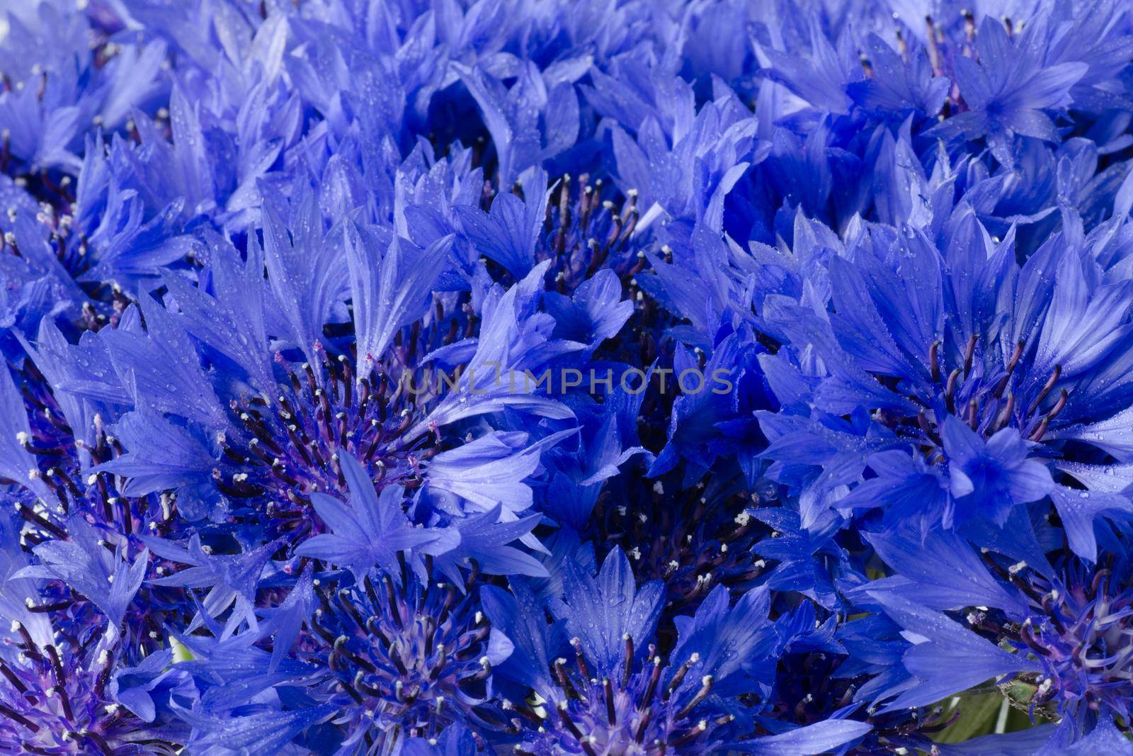 Mackro Blue cornflower Flower Backdrop. Fine Art Natural Floral Photo Digital Studio Background for Portrait, Best for cute family photos, atmospheric newborn designs. Textures Overlays