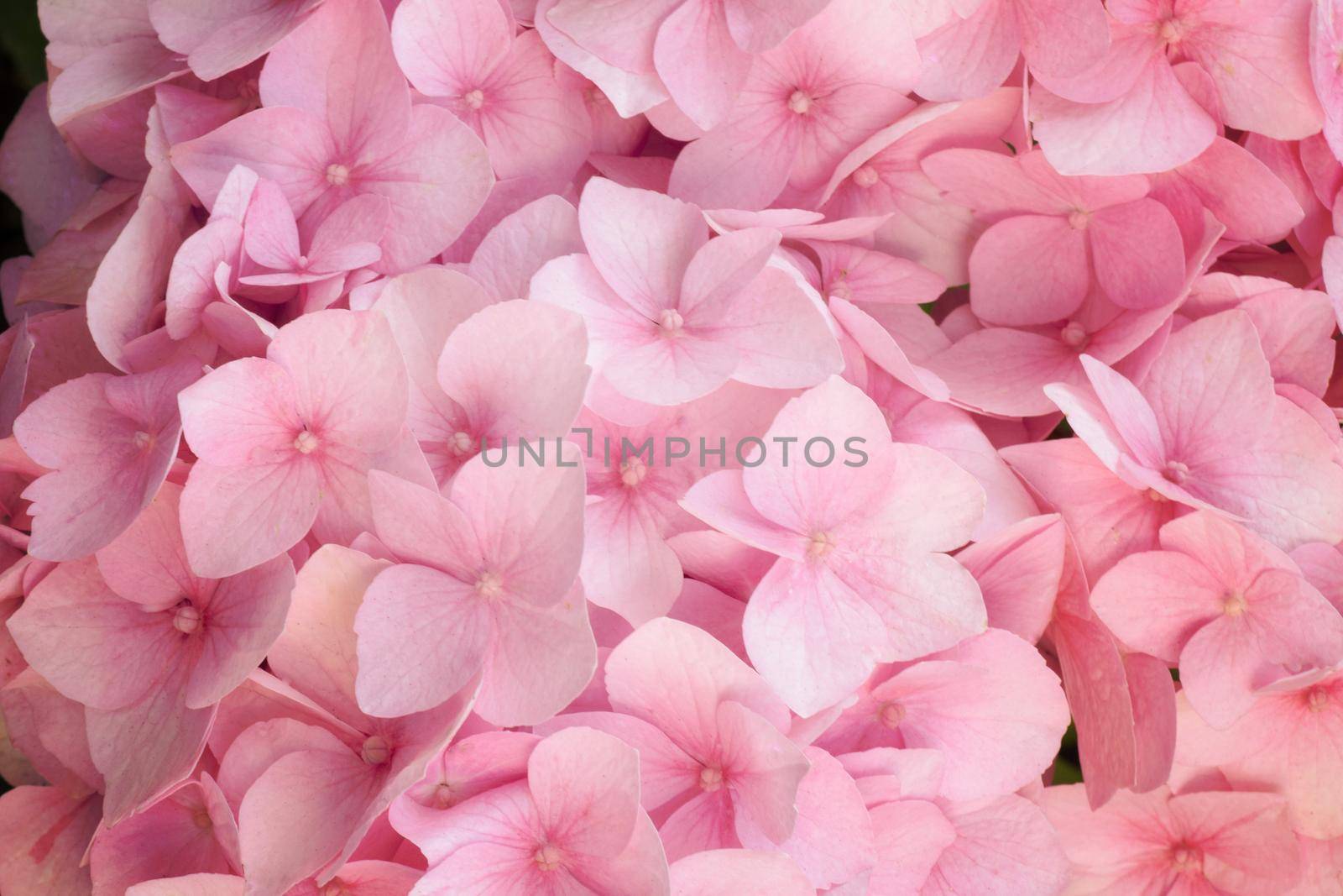Mackro pink hydrangea Flower Backdrop. Fine Art Floral Natural Textures. Portrait Photo Textures Digital Studio Background, Best for cute family photos, atmospheric newborn designs Photoshop Overlays
