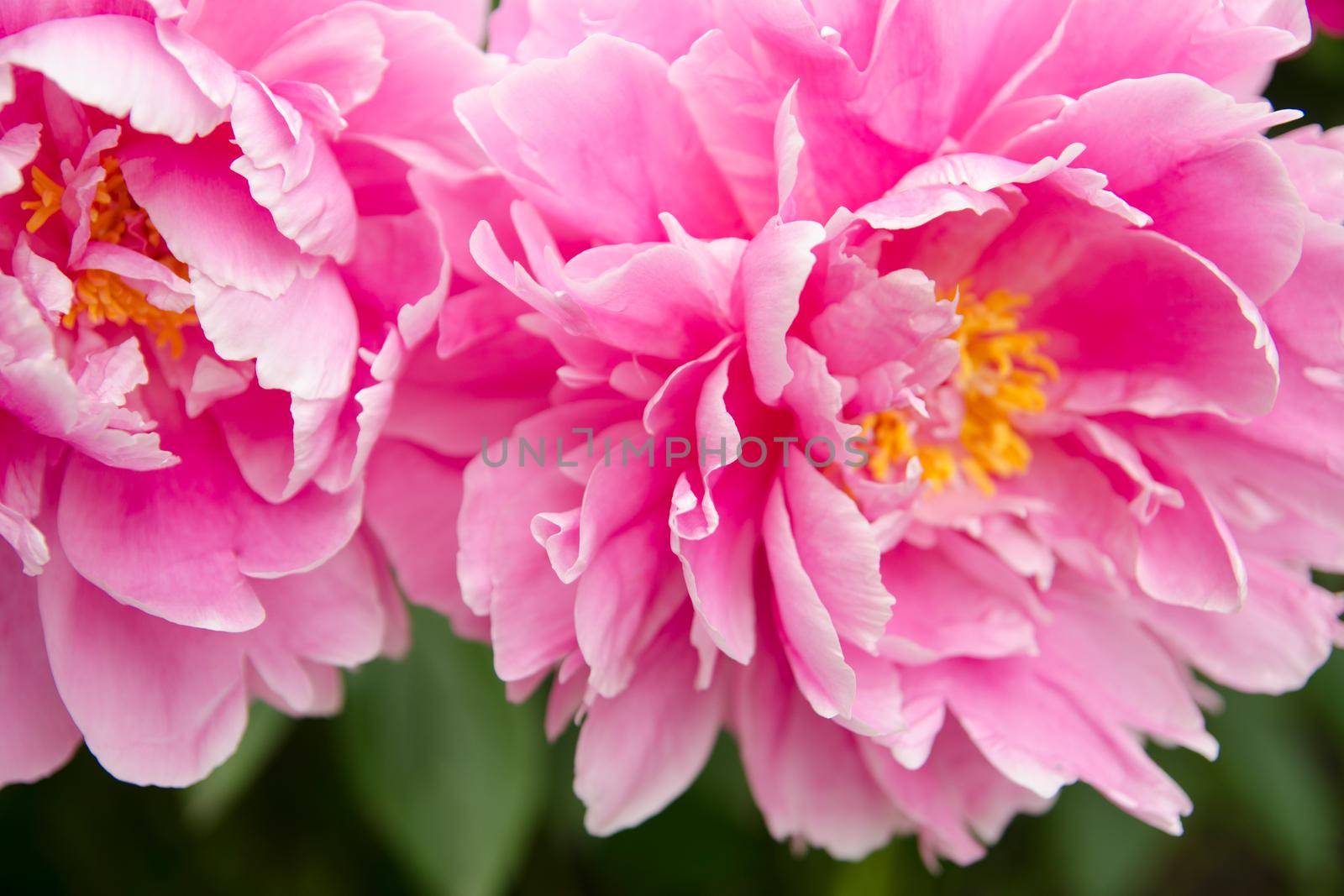 Mackro pink peony Flower Backdrop. Fine Art Natural Floral Photo Digital Studio Background for Portrait, Best for cute family photos, atmospheric newborn designs. Textures Overlays