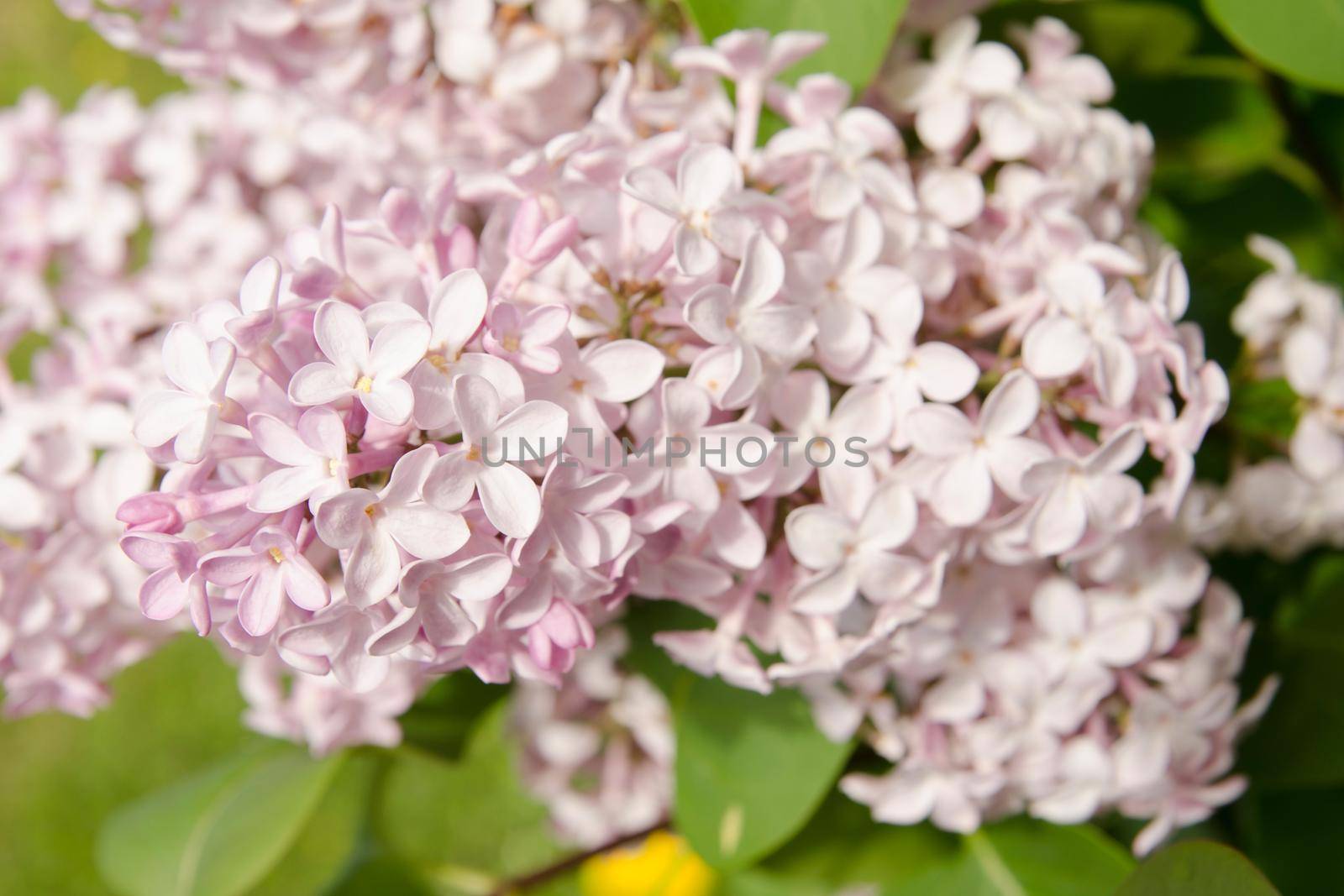White lilac Fine Art Floral Natural Textures. Portrait Photo Textures. Digital Studio Background, Best for cute family photos, atmospheric newborn designs Photoshop Overlays. by zimages