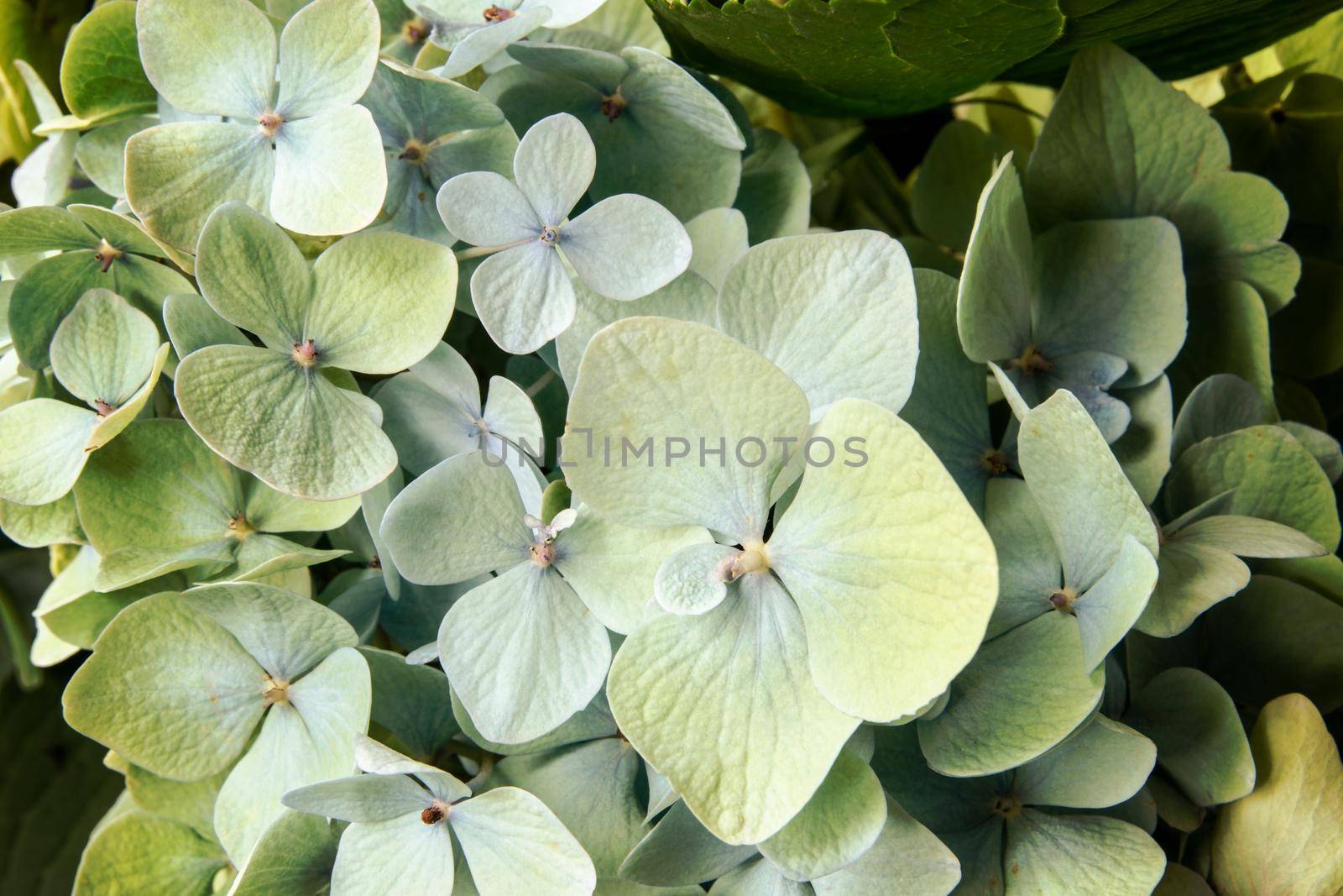 Mackro Green hydrangea Flower Backdrop. Fine Art Floral Natural Textures. Portrait Photo Textures Digital Studio Background, Best for cute family photos, atmospheric newborn designs Photoshop Overlays