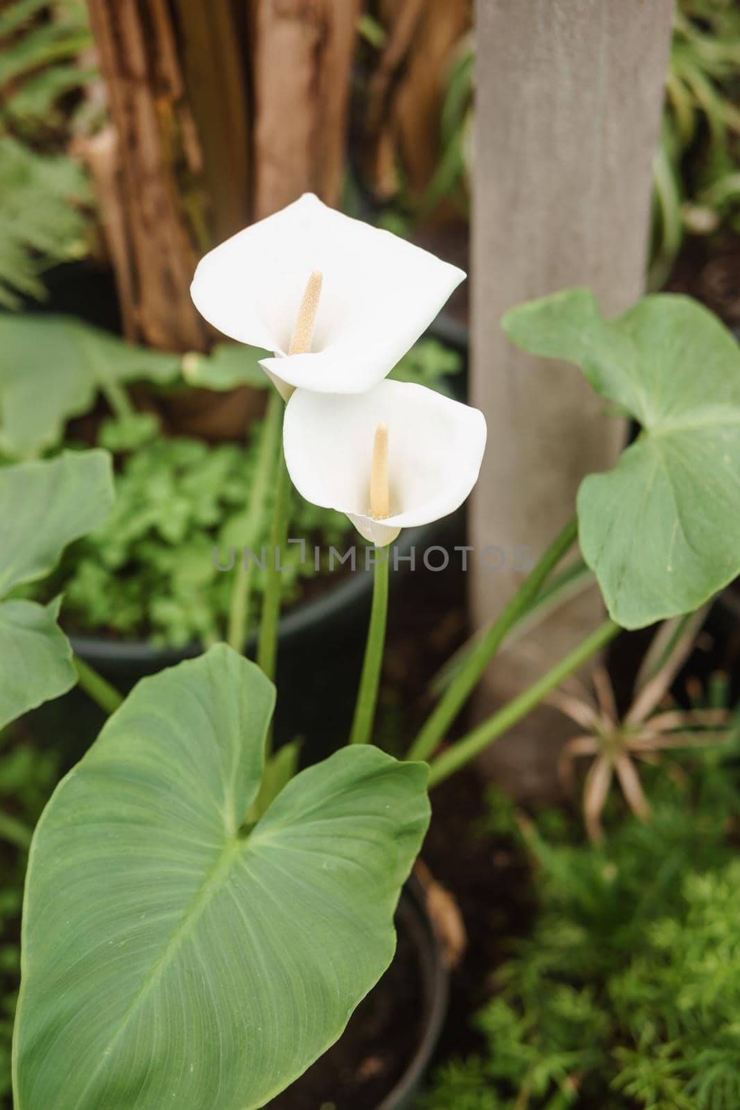 Flower - White calla close-up. Greenhouse with a large variety of green plants. The concept of planting crops in spring.