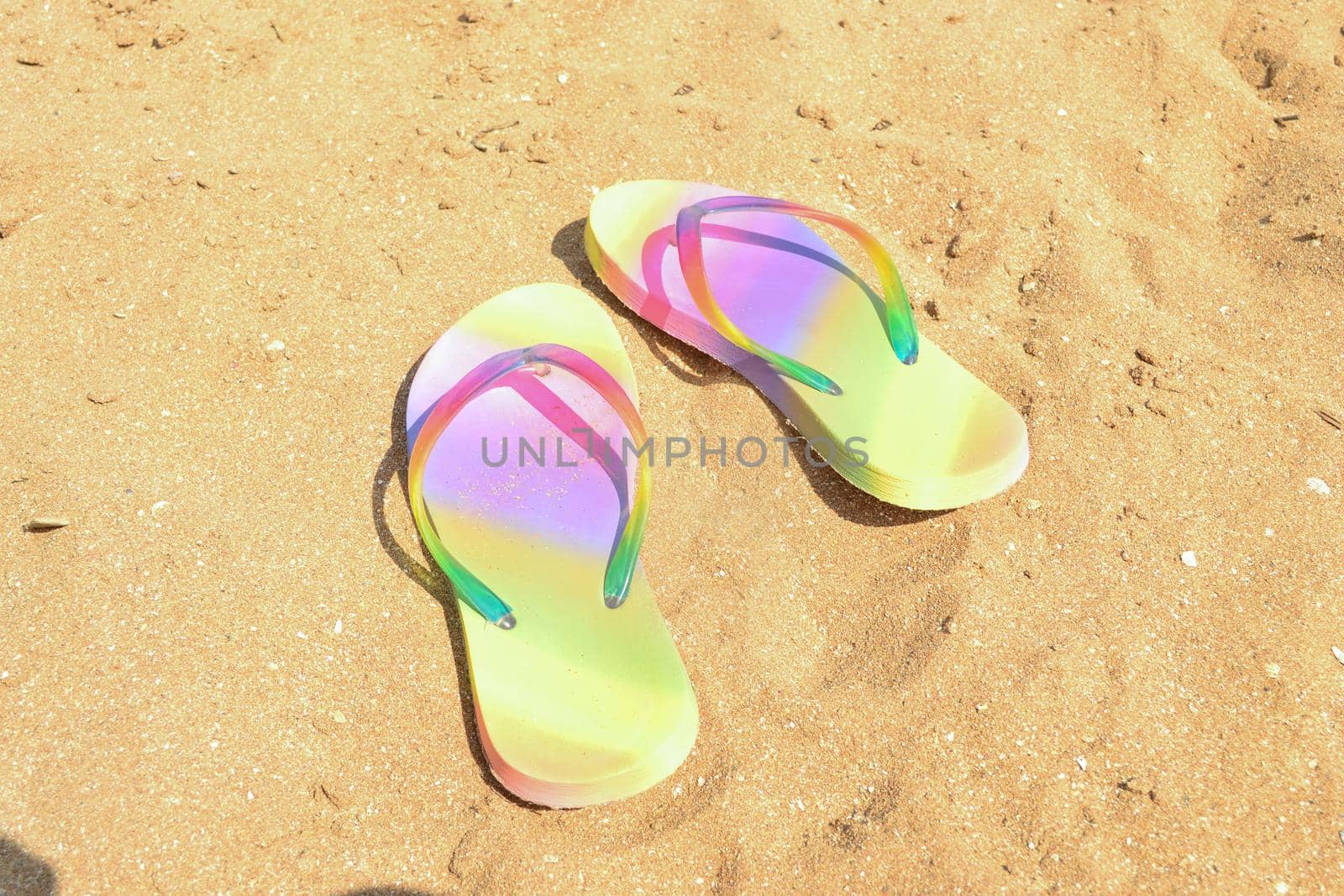 Female color shale on the sandy beach at the sea