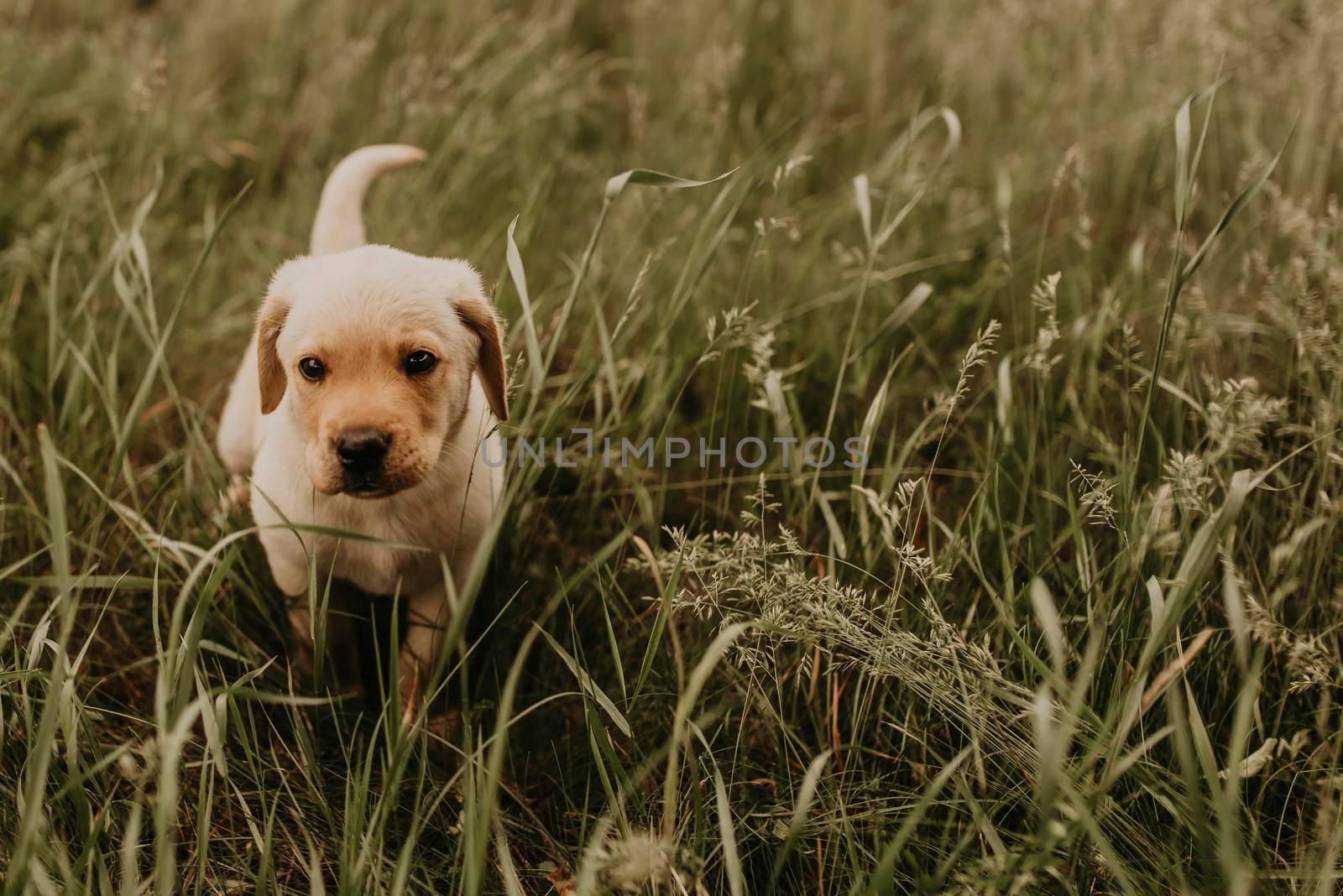 A little happy white puppy dog labrador walks in nature in the green grass.