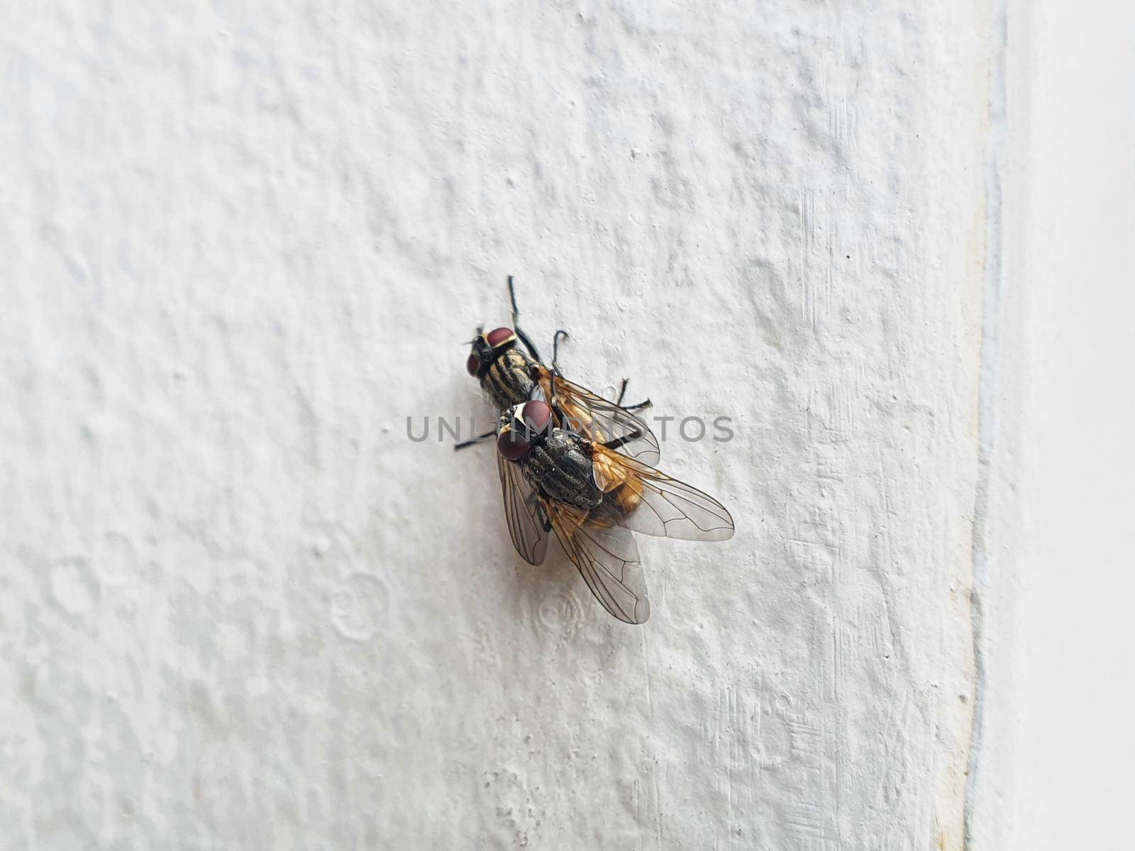 Side view of two house flies having sex, Musca domestica