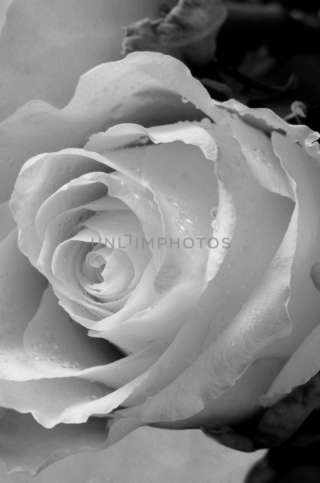 White roses with drops of rain. Close-up. Selective focus. Colored in black and white.