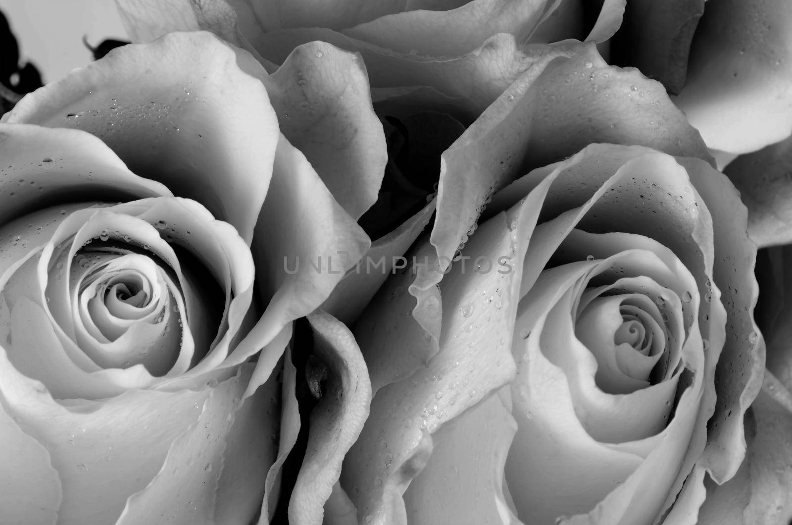White roses with drops of rain. Close-up. Selective focus. by zimages