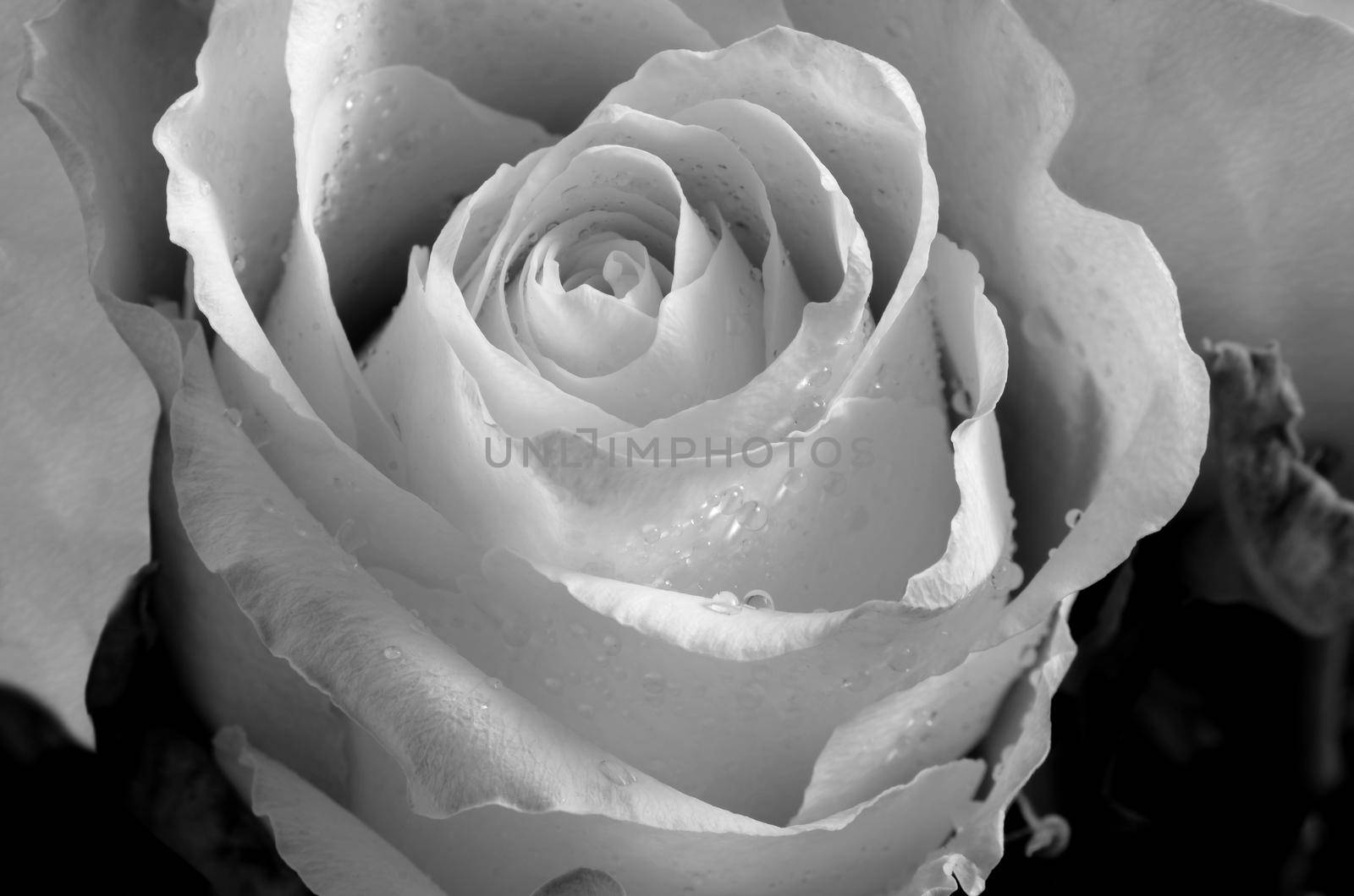 White roses with drops of rain. Close-up. Selective focus. Colored in black and white.