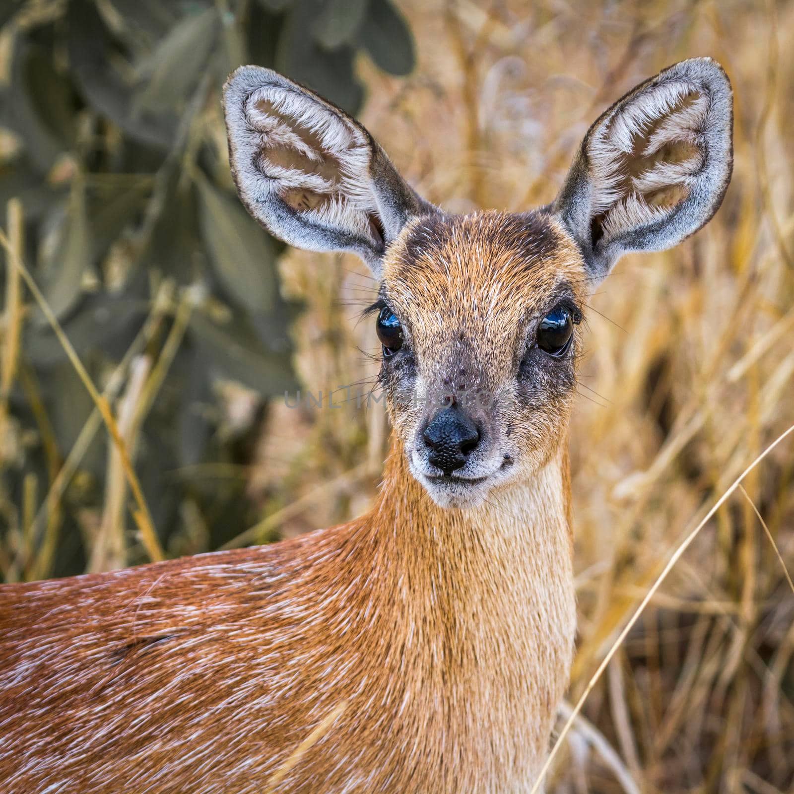 Sharpe grysbok in Kruger National park, South Africa ; Specie Raphicerus sharpei family of Bovidae