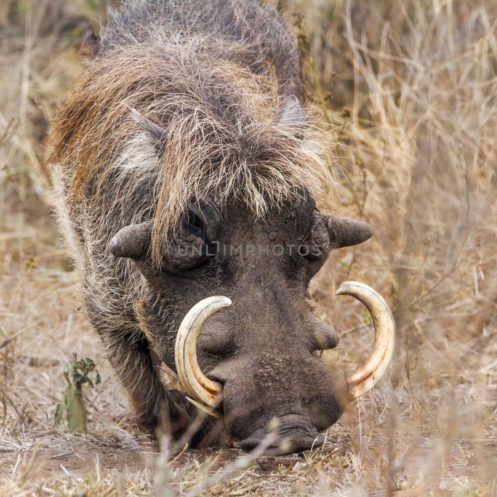 common warthog in Kruger National park, South Africa by PACOCOMO