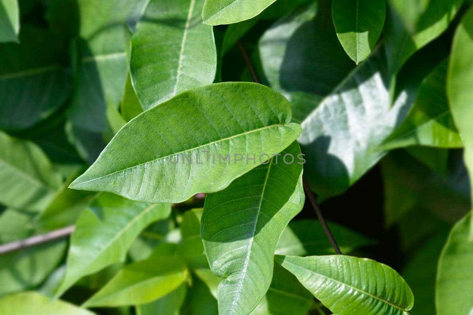 Silkvine leaves - Latin name - Periploca graeca