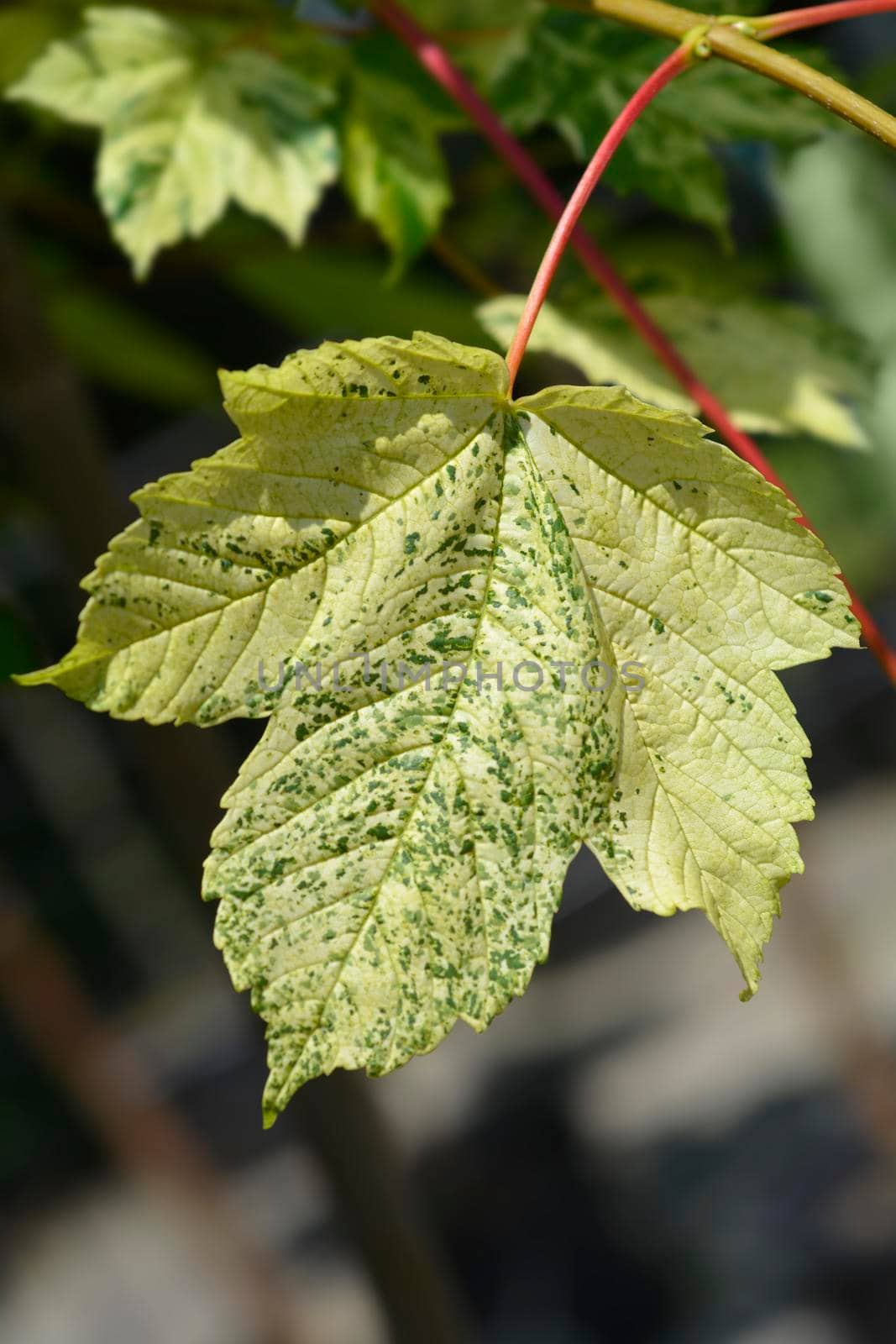 Sycamore Leopoldii leaves - Latin name - Acer pseudoplatanus Leopoldii