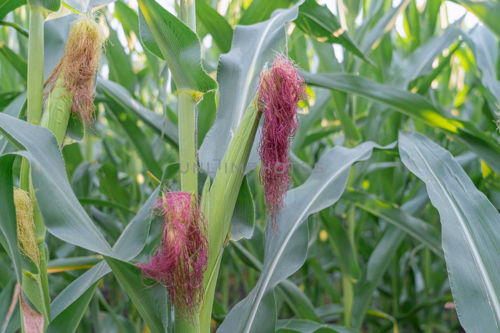 young corn on a stalk on a beautiful background. High quality photo