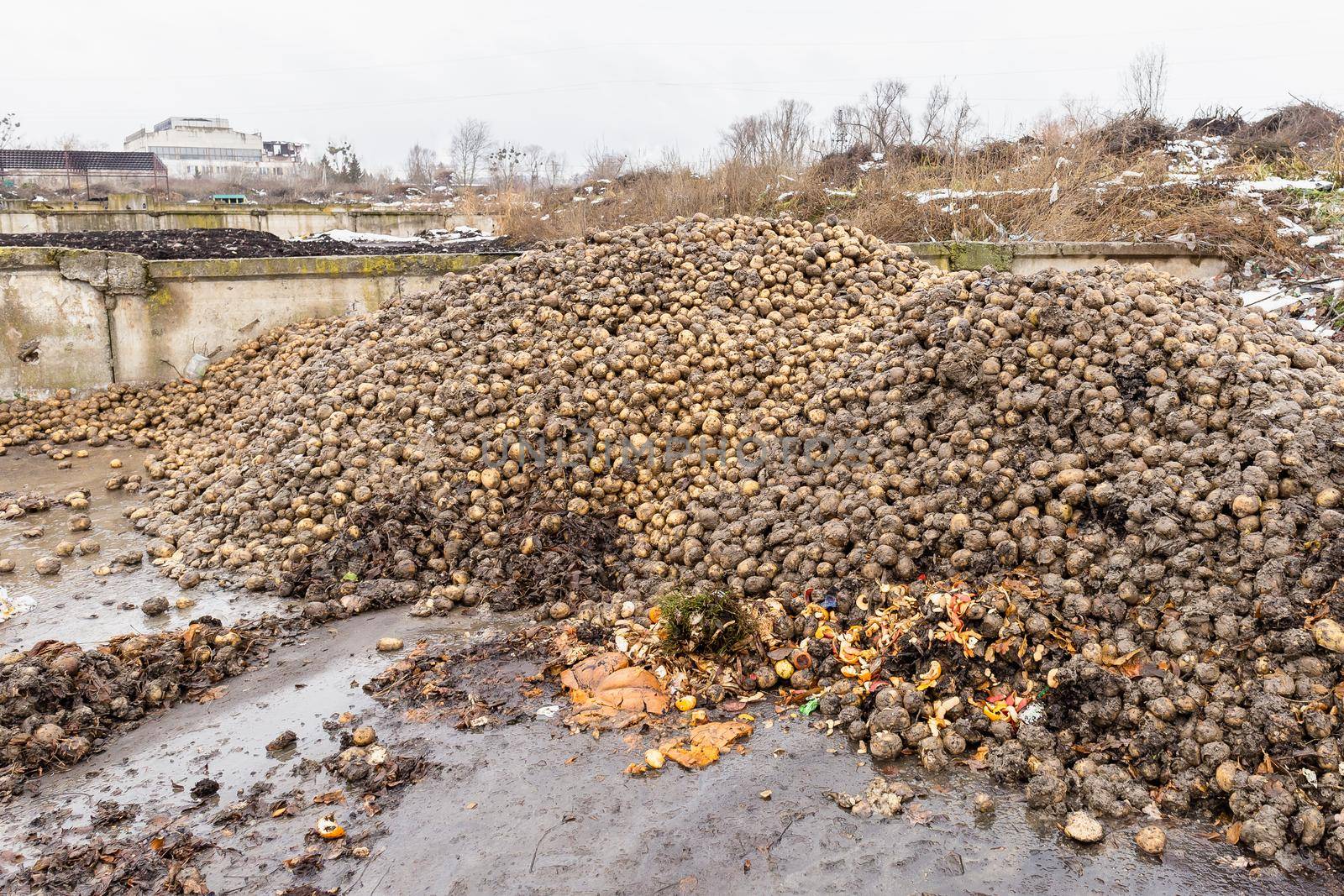 Large heap of spoiled potatoes waste at compost sorting and recycling station. Separate organic waste collection and compost
