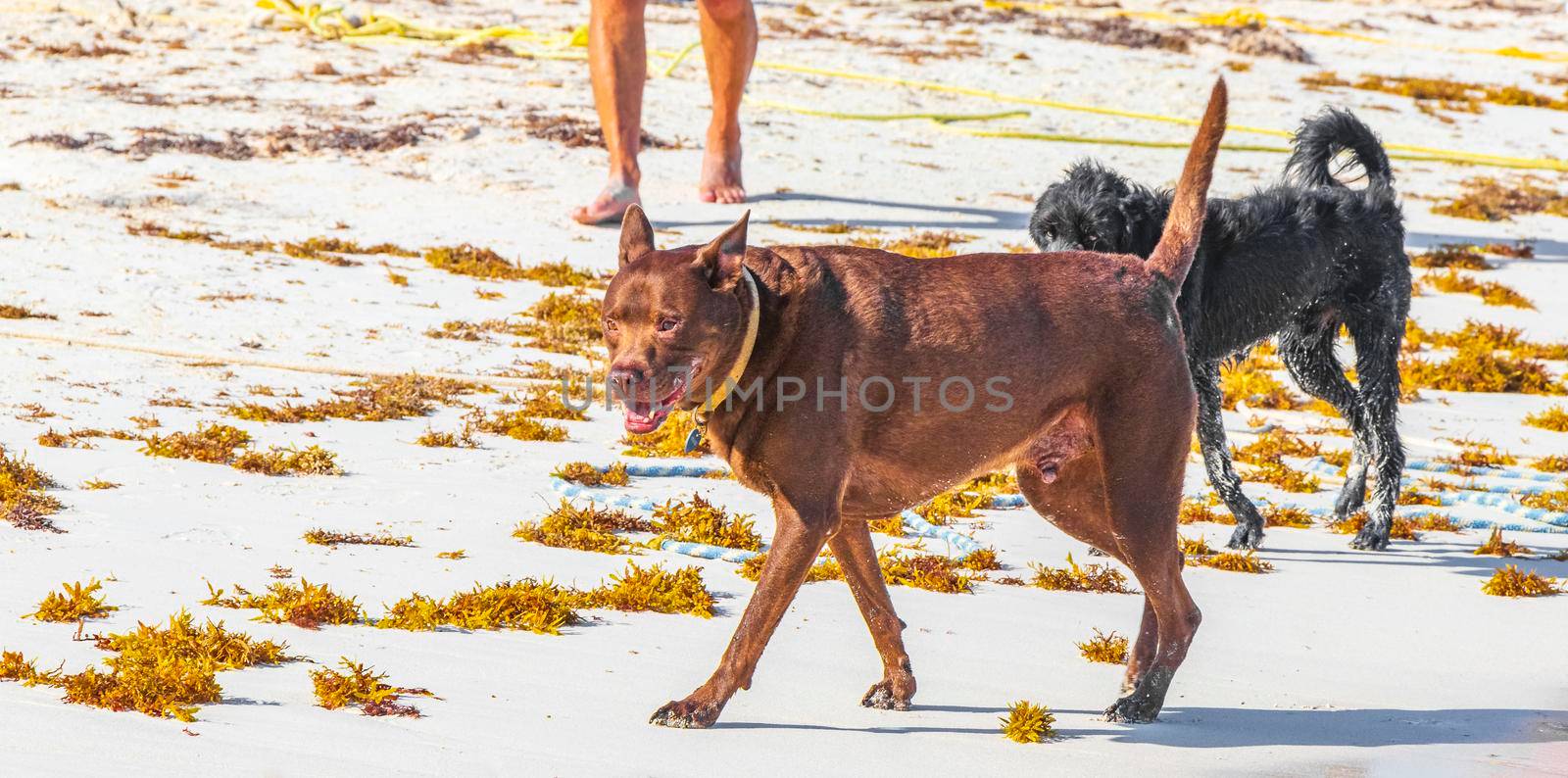 Black and brown dogs on the amazing and beautiful caribbean coast and beach panorama view of Tulum in Quintana Roo Mexico.
