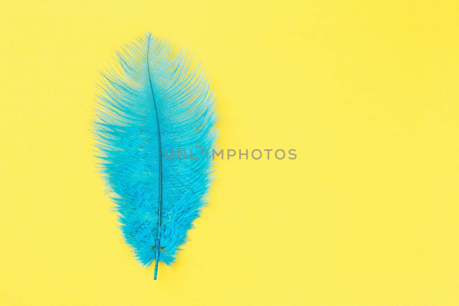 Blue feather on yellow background with copy space by Syvanych