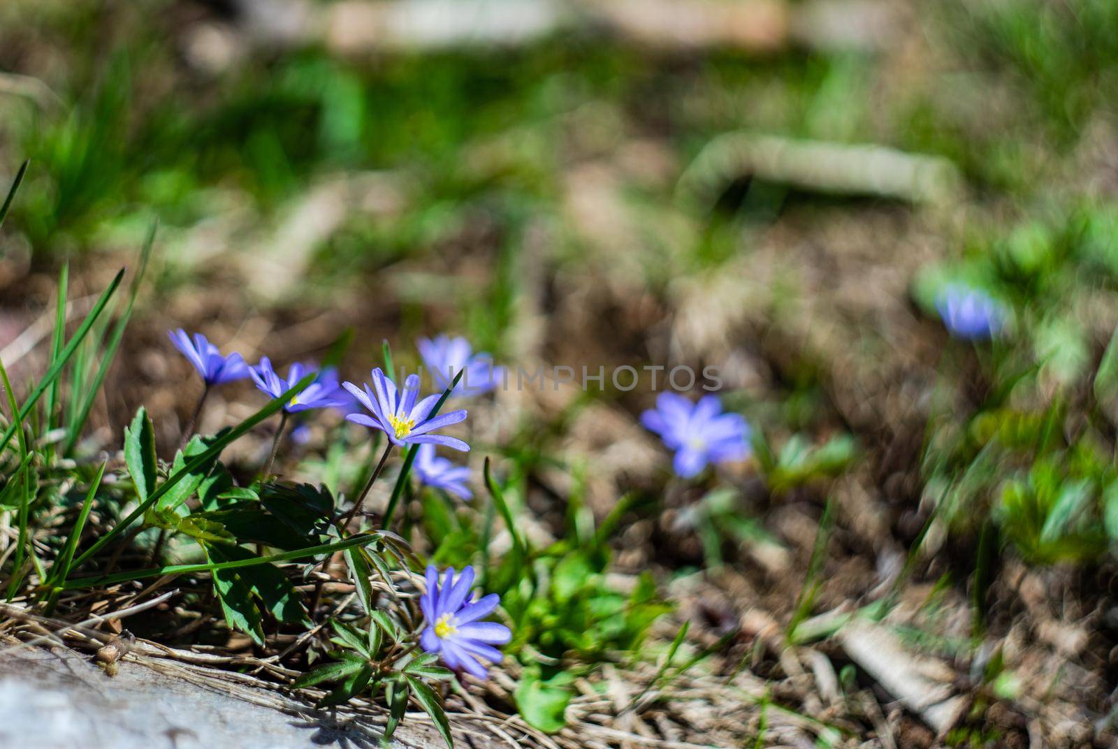 Anemone flowers in the forest meadow by Elet
