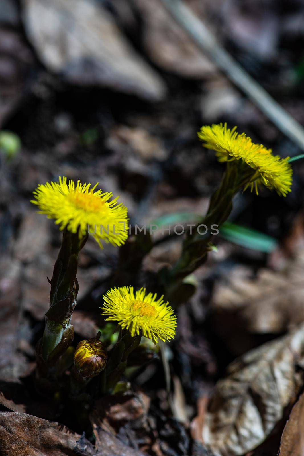 Spring yellow flowers of coltsfoot in mountain meadow