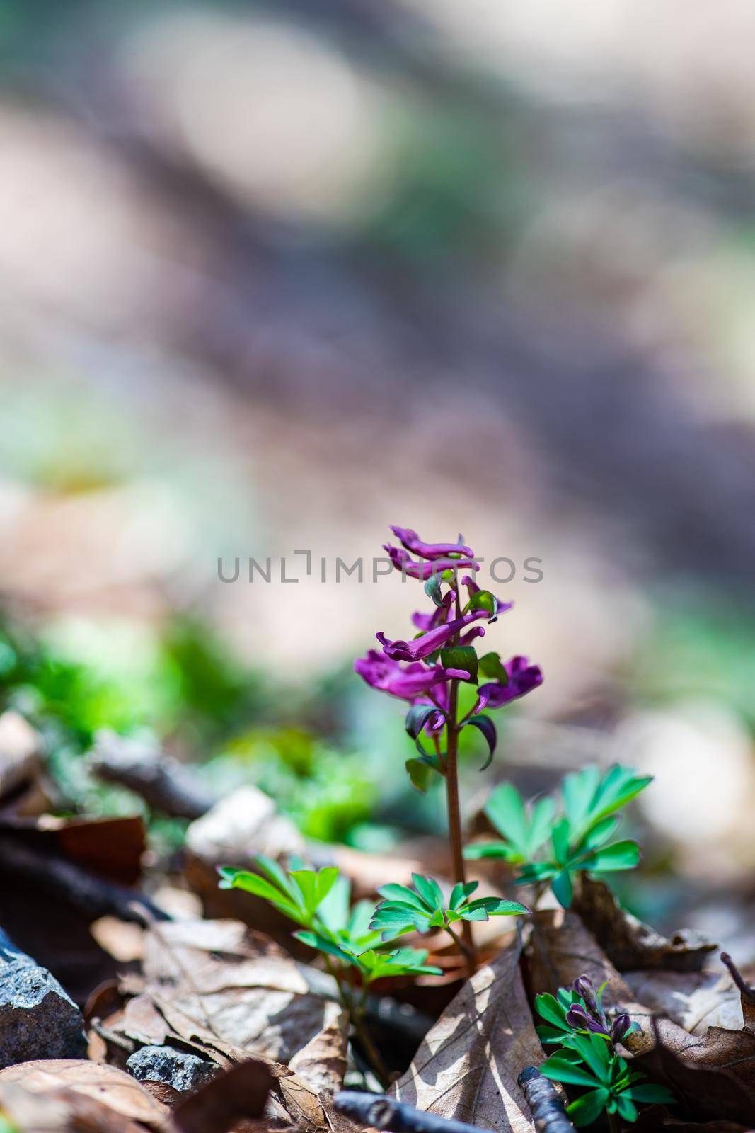 Spring in the forest with close up of Corydalis flowers