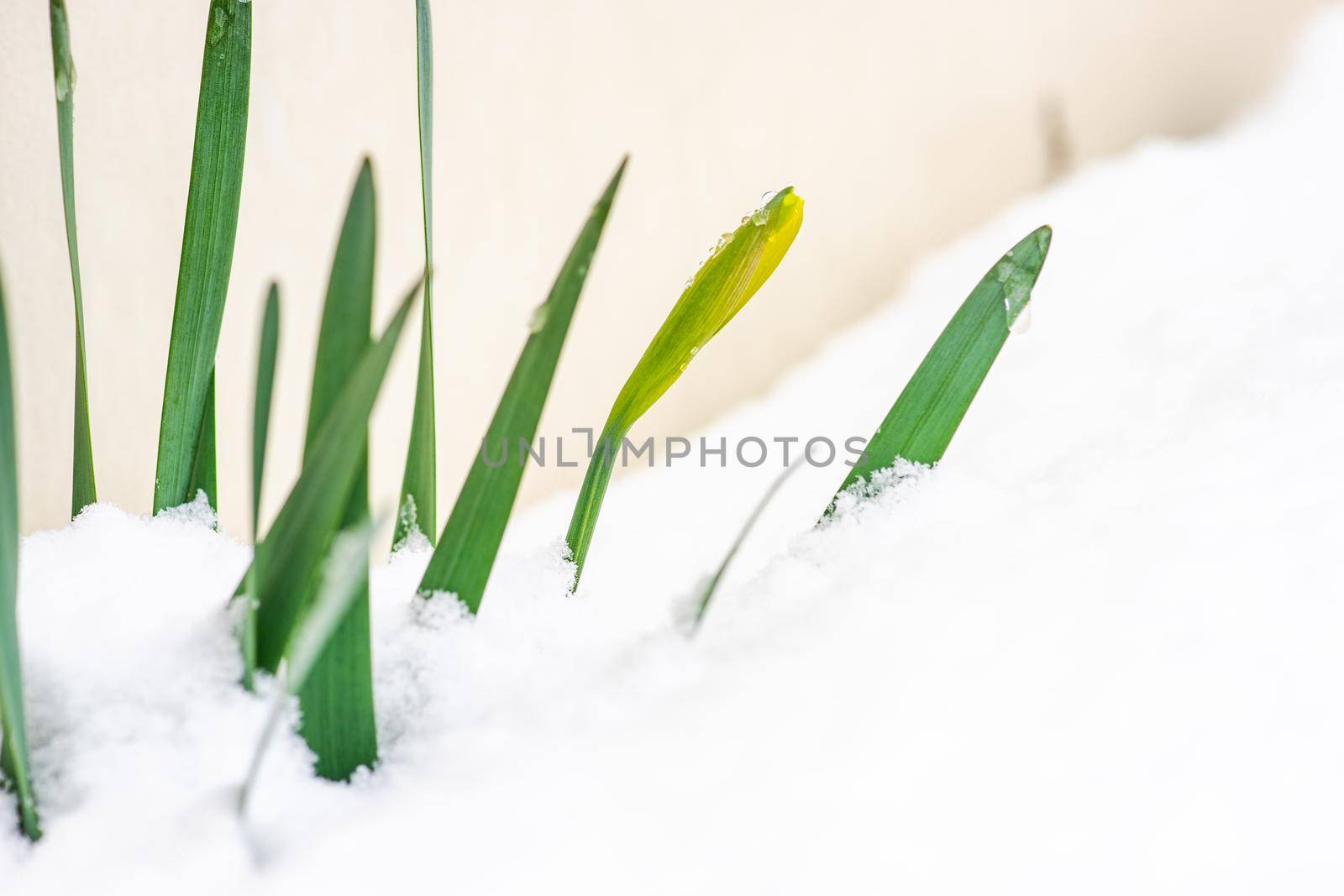 Daffodil plant with flower bud in the garden under the snow