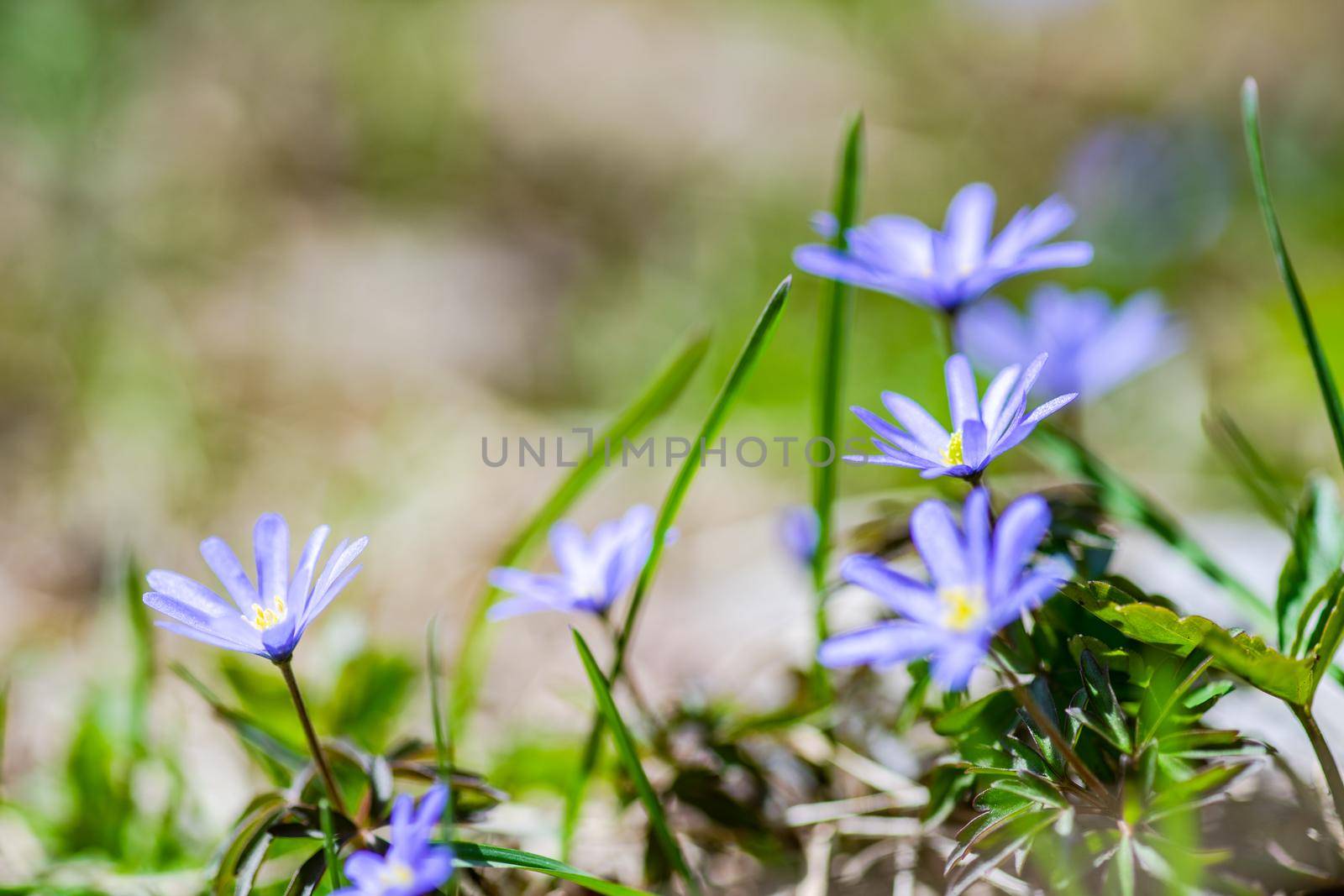 Anemone flowers in the forest meadow by Elet