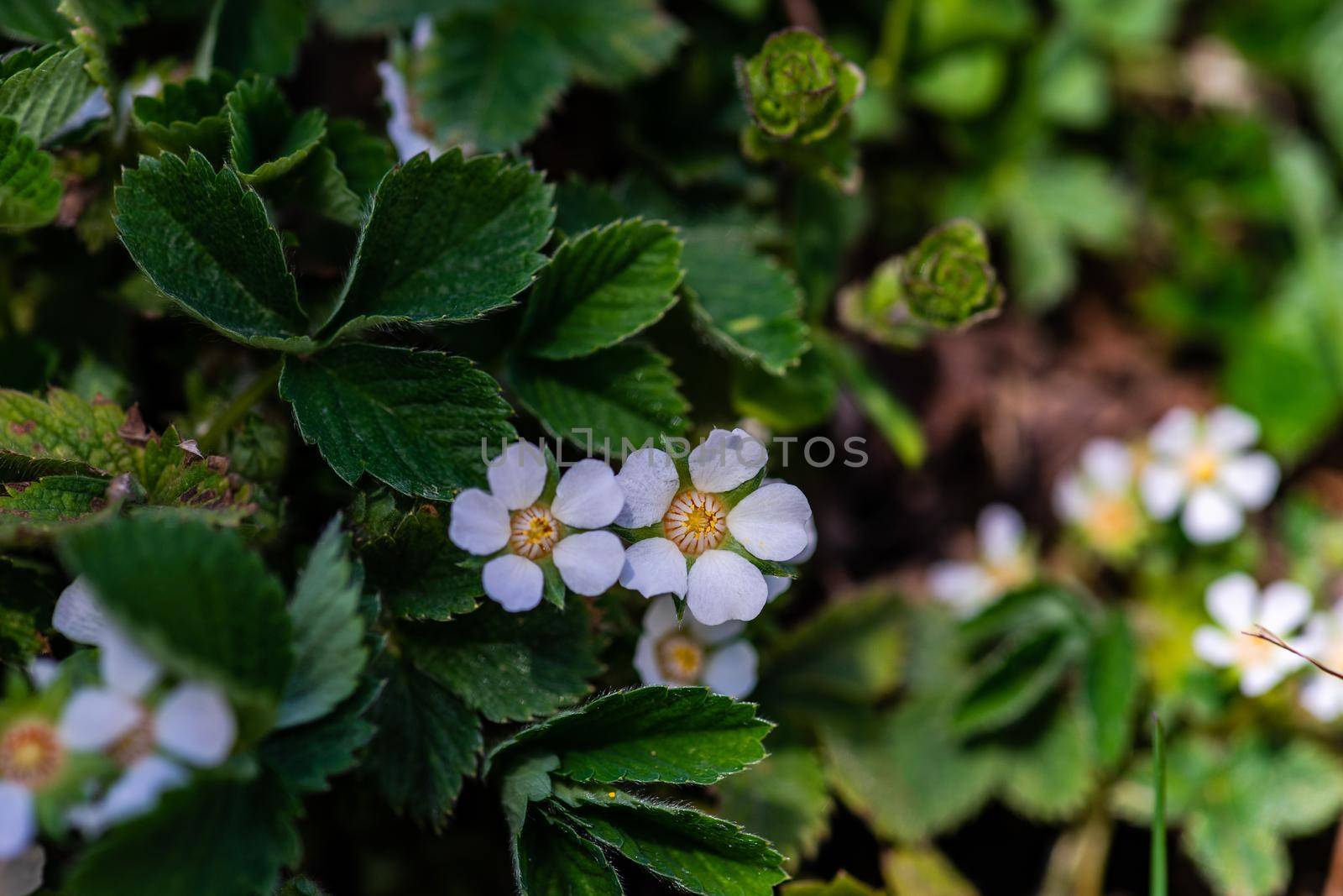 Blooming of wild strawberry plant in mountain meadow