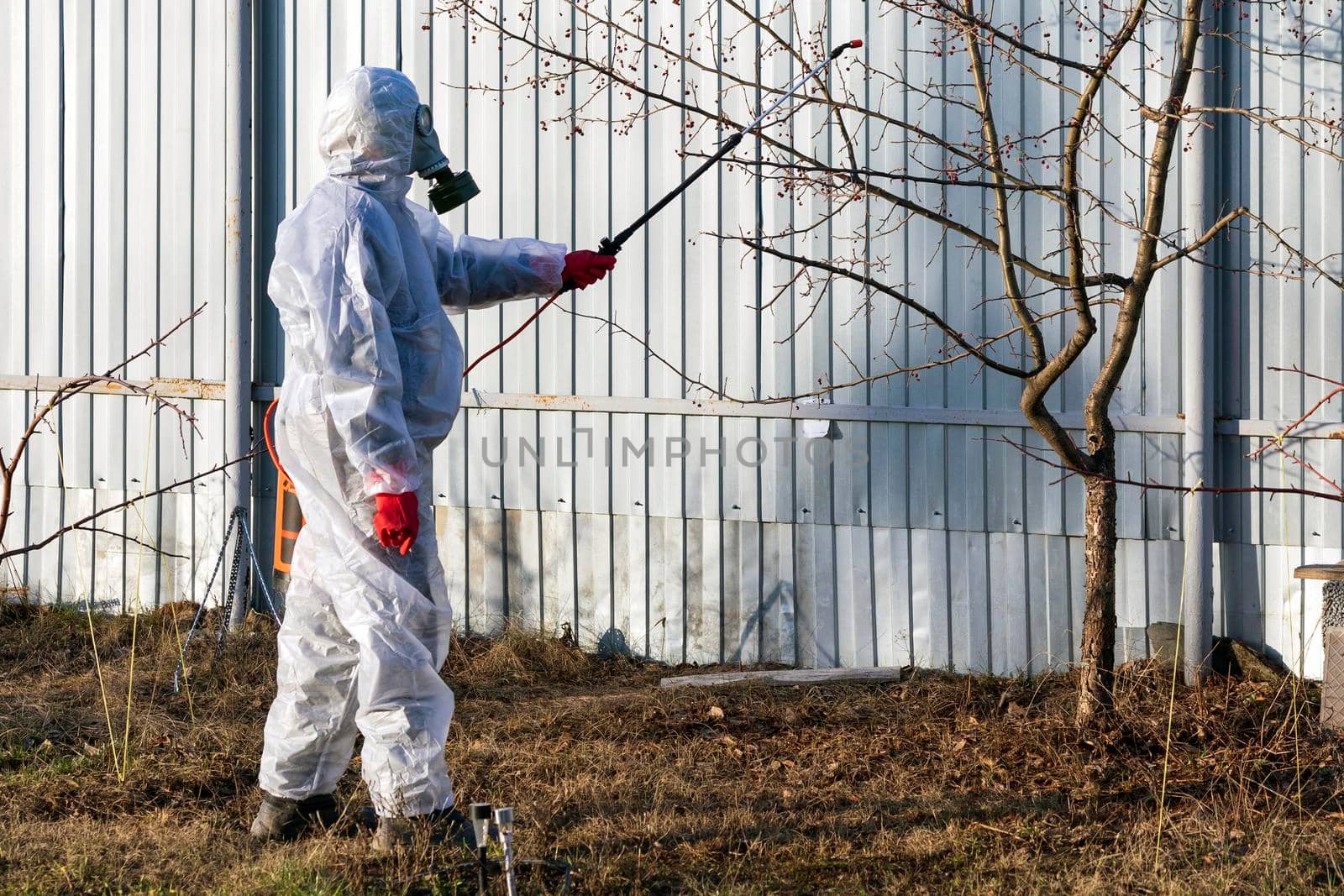 Gardener sprinkling insecticide on an apple tree by Nobilior