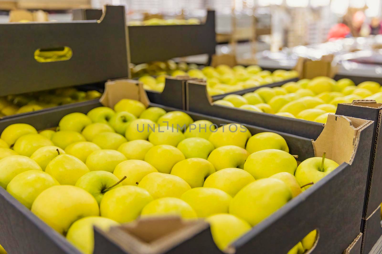 yellow apples packed in cardboard boxes close-up