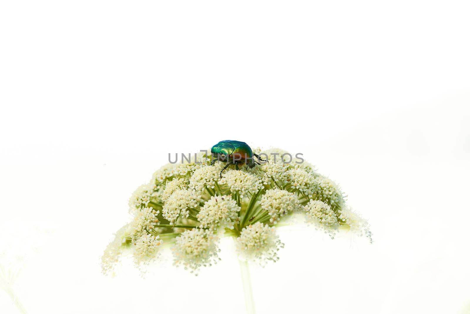 an insect of an order distinguished by forewings typically modified into hard wing cases that cover and protect the hind wings and abdomen.Green beetle on a white flower, isolated. High quality photo