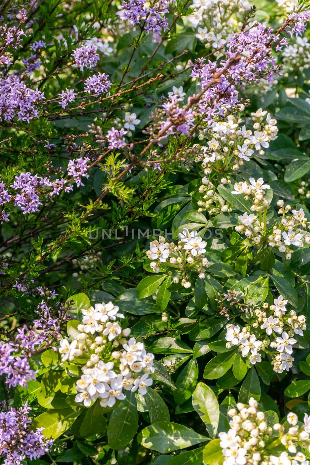 Bushes with white and lilac flowers on a sunny day background