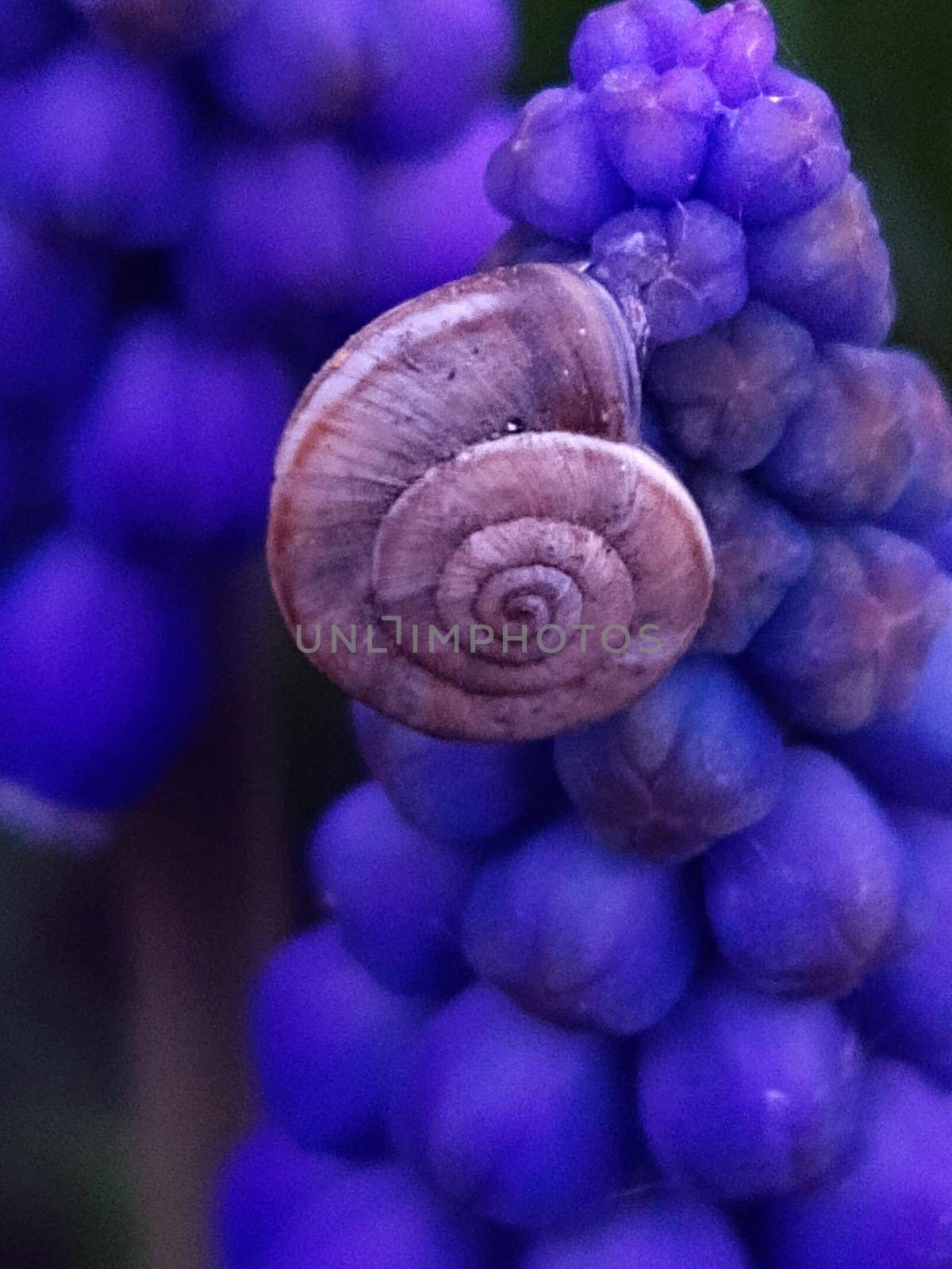 Grape snail on armenian muscari flowers close up.