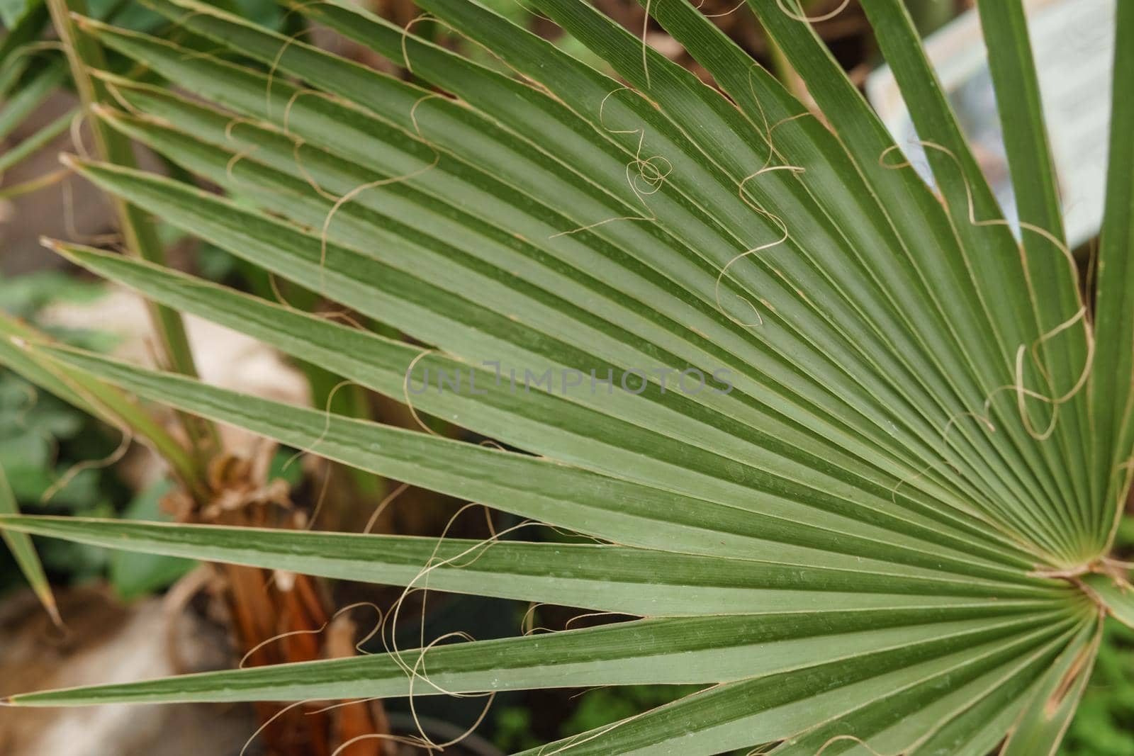 Palm leaf close-up. Greenhouse with a large variety of green plants. The concept of planting crops in spring.