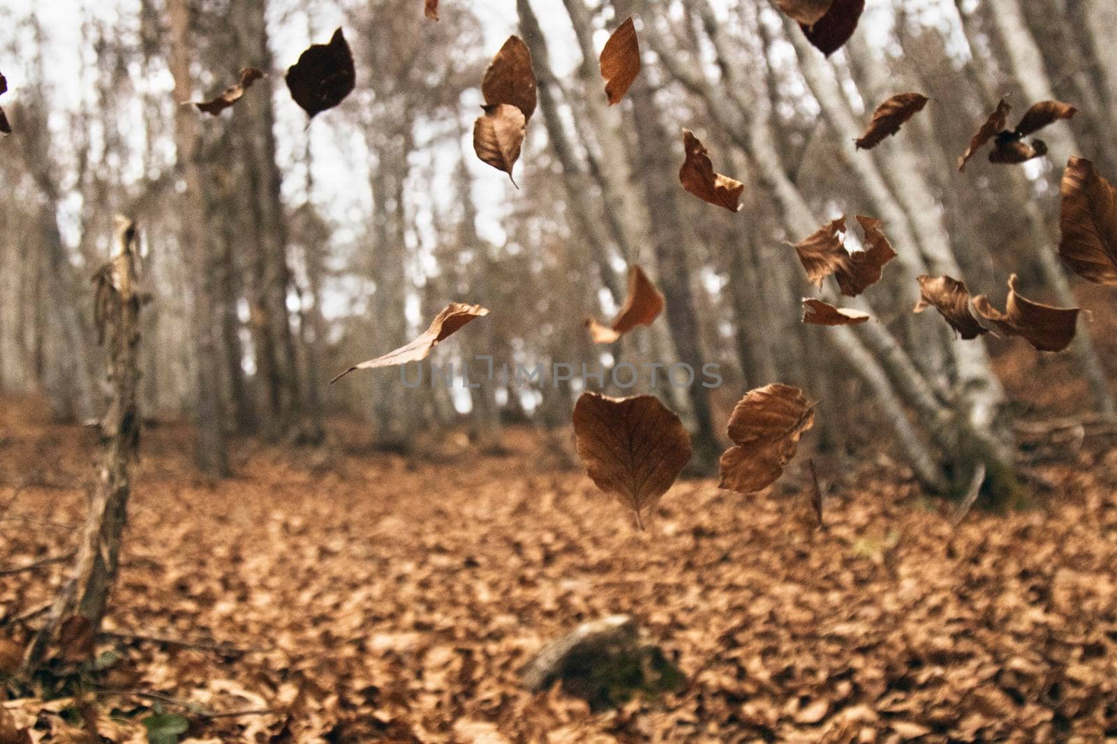 Leaves falling from some trees in a forest in autumn