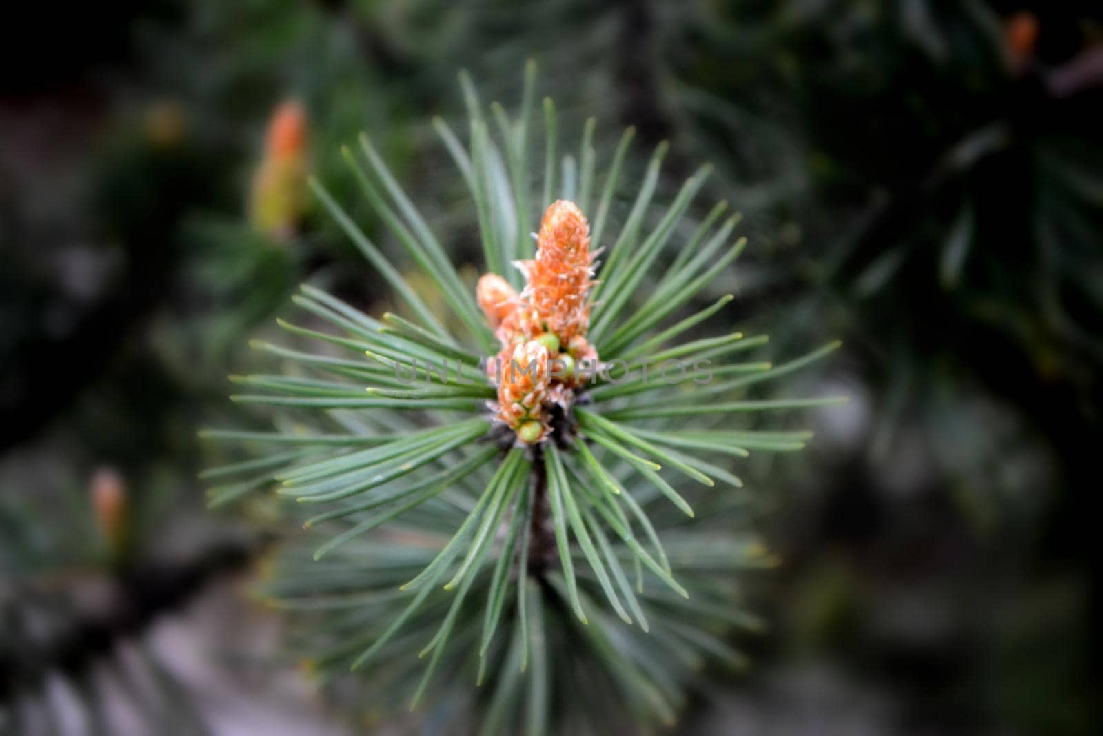 A twig of pine and a young pine cone. High quality photo