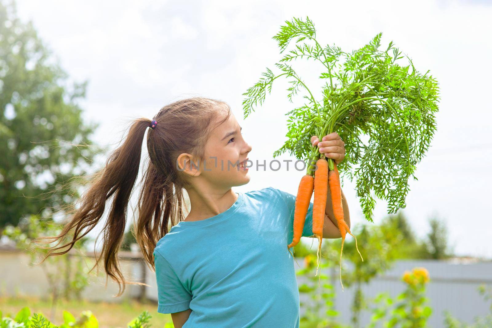 Smiling little girl in a green t-shirt holds a bunch of fresh carrots, stands in the garden, on a sunny day