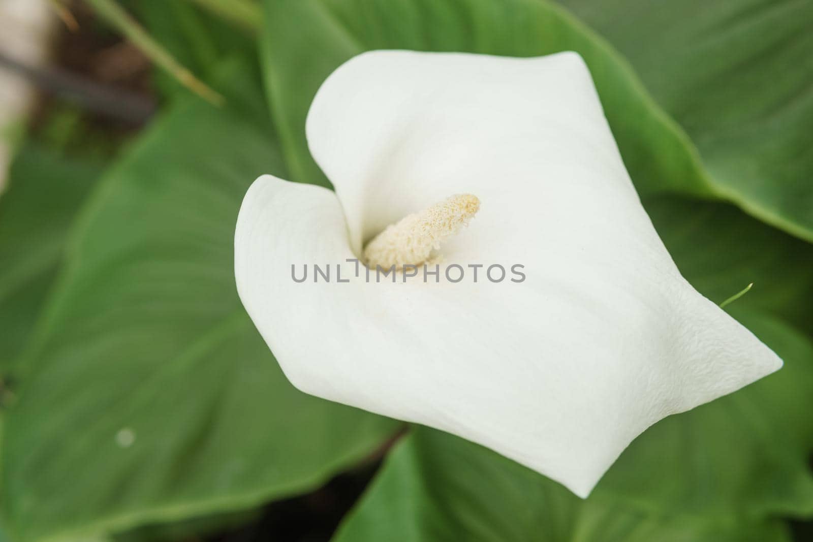 Flower - White calla close-up. Greenhouse with a large variety of green plants. The concept of planting crops in spring.