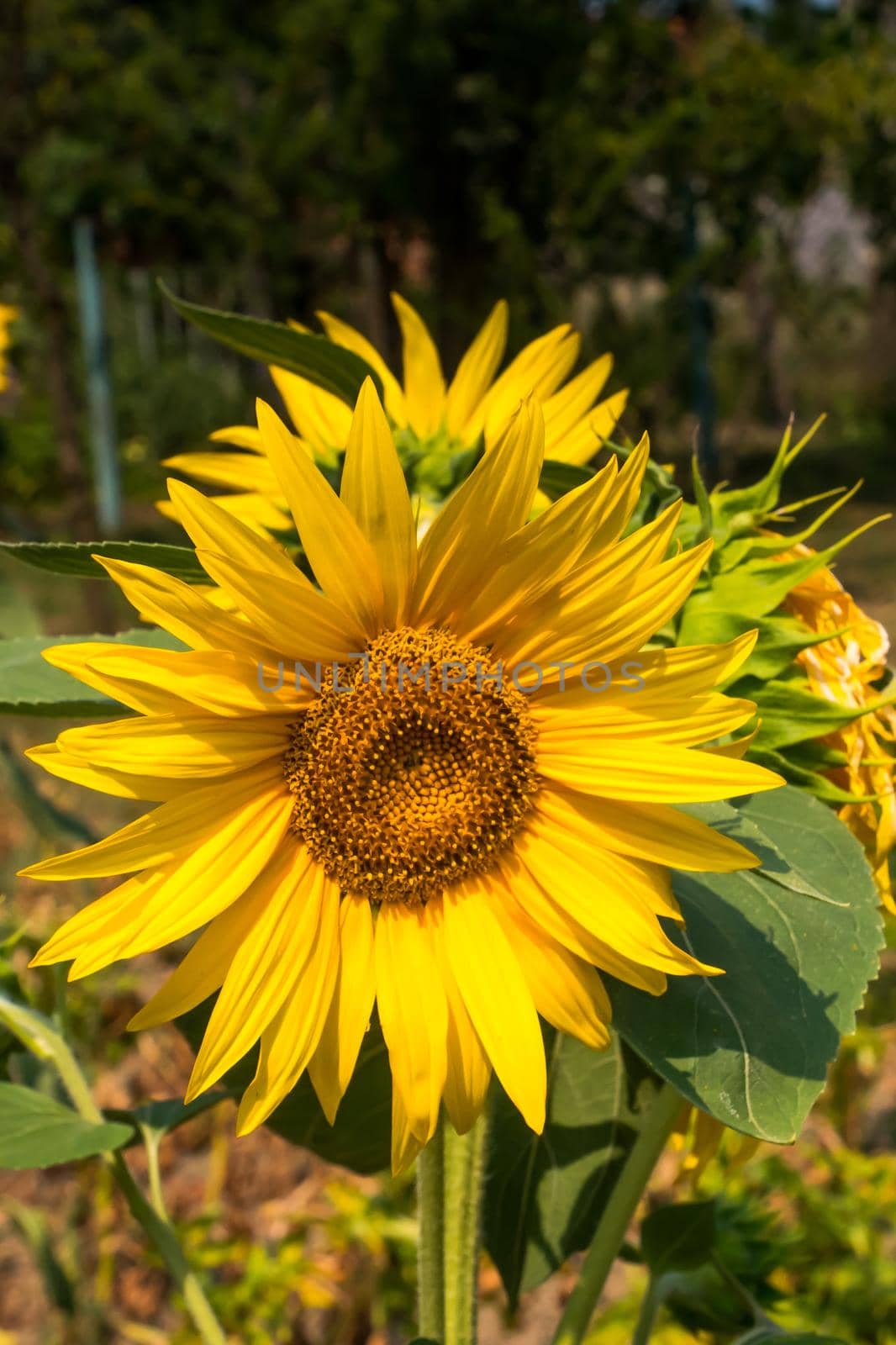 Beautiful sunflower on a sunny day with a natural background. Selective focus.