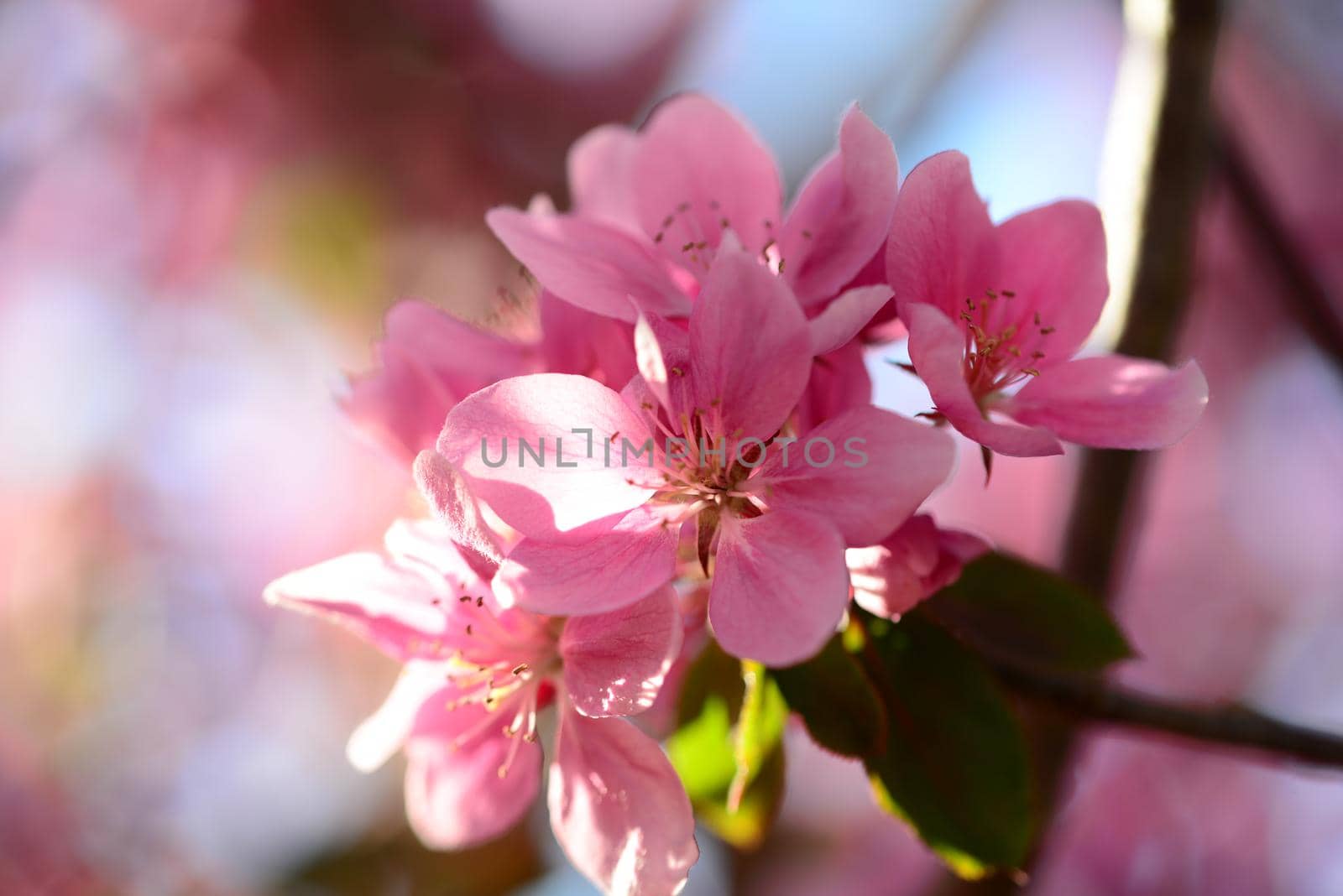 Pink flowering appletree as a close up by Luise123