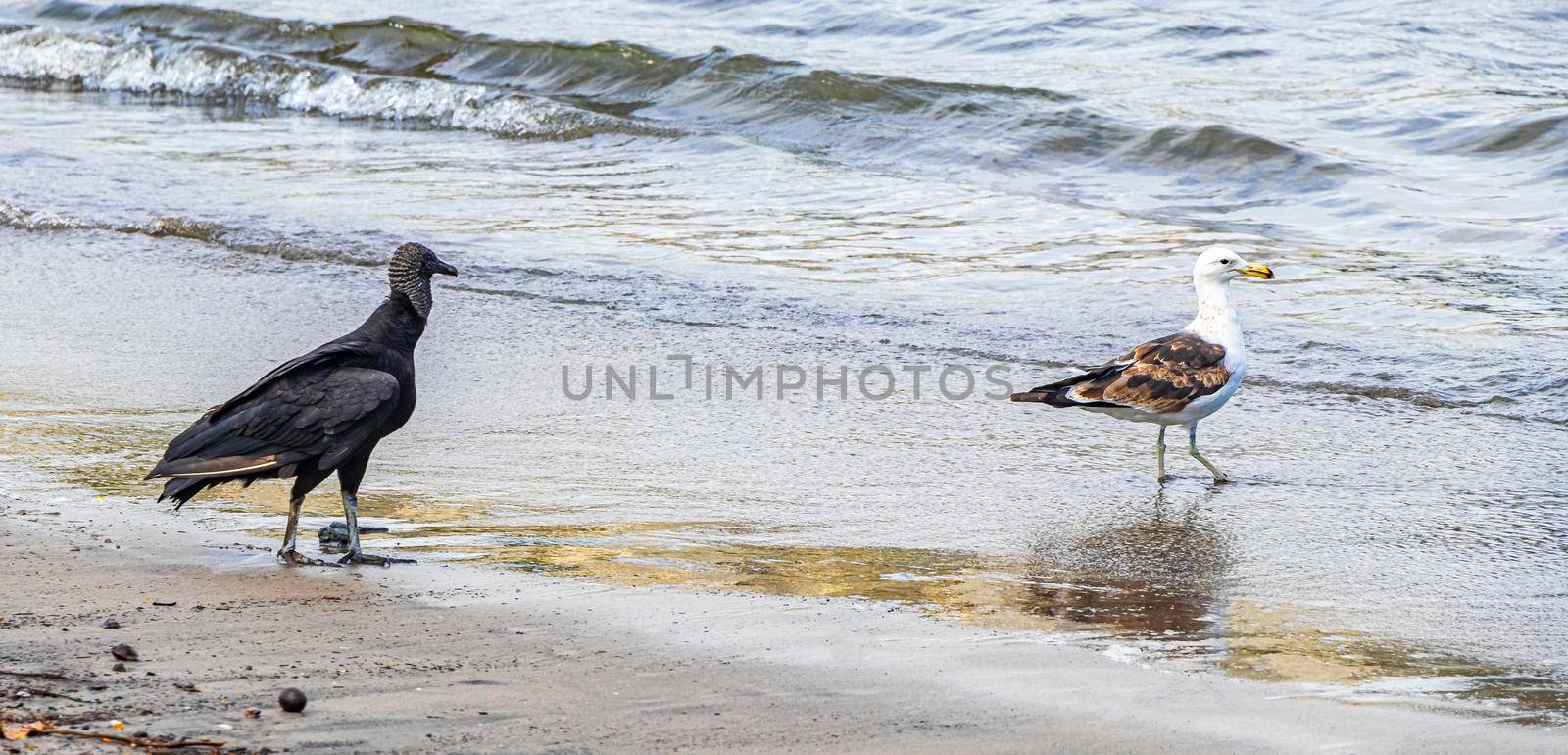 Tropical Black Vulture Coragyps atratus brasiliensis and a seagull on the Botafogo Beach sand in Rio de Janeiro Brazil.