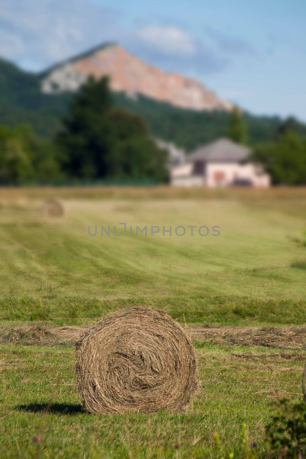 Rolled baled hay by zebra