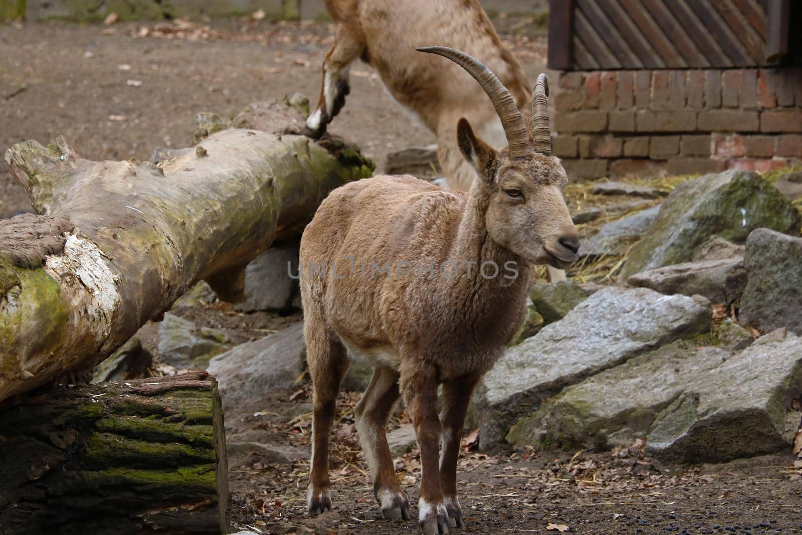 Out of focus. Blurred background. Close-up on a goat in the countryside