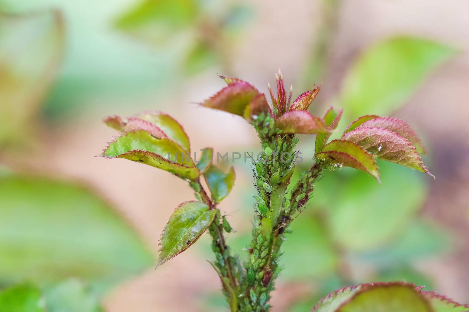 Green and pink aphids on roses. Pests damage the plant and spread disease