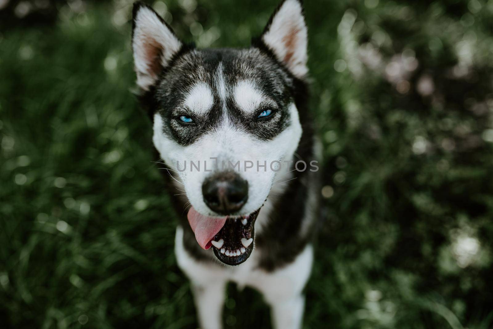 black and white wool. a blue-eyed husky breed dog sits on the green grass and look in camera with an open mouth. The background is blurred.