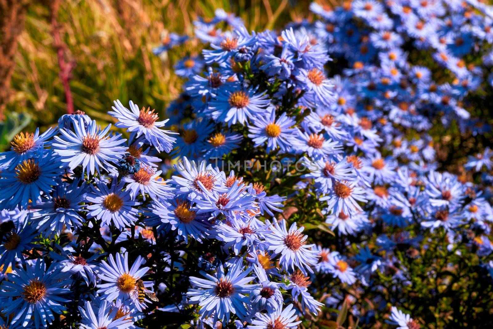 Large bush of fragrant purple blue asters October skies and warm sun by jovani68