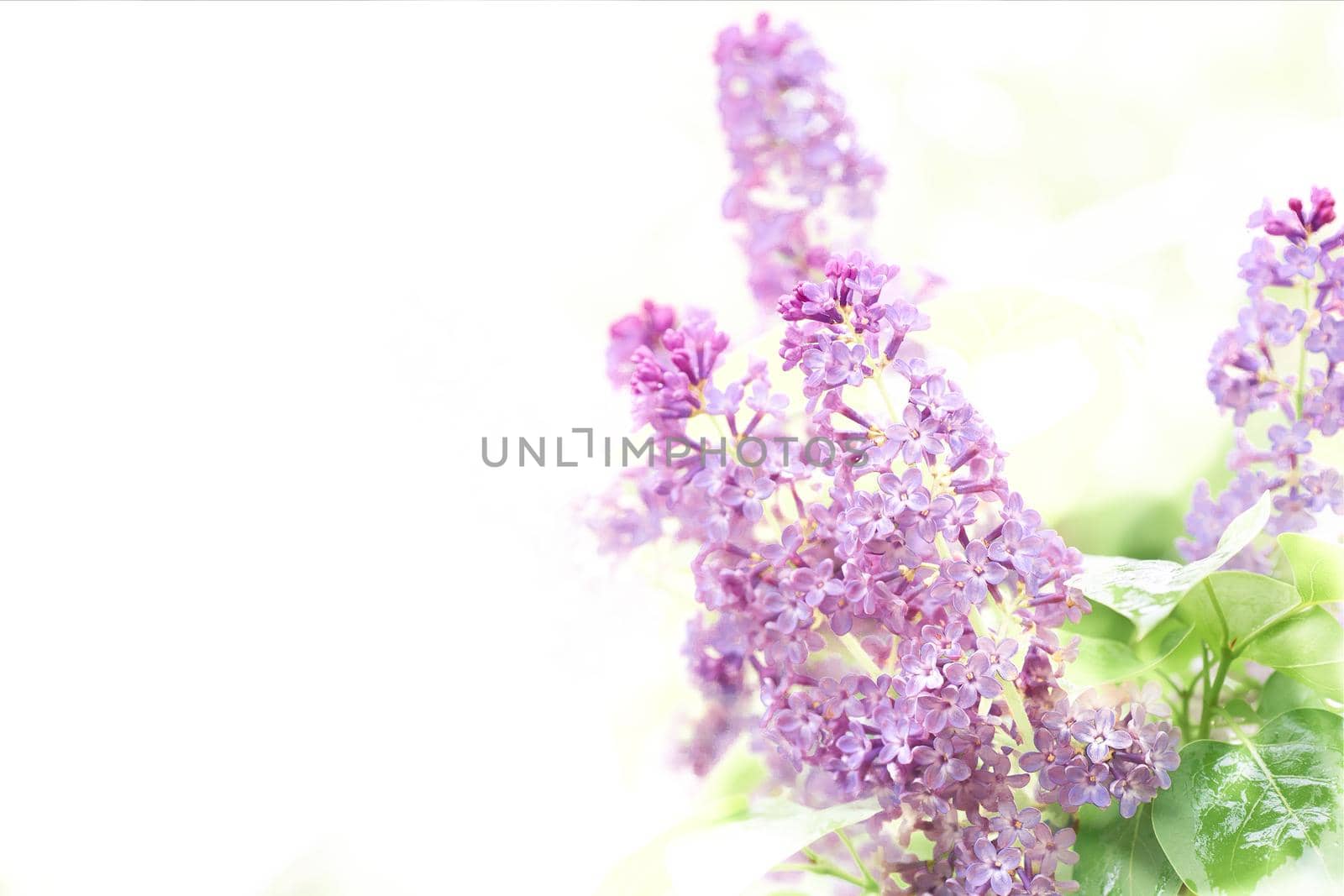 Lovely tender branches of spring pink lilac with copy pace by jovani68